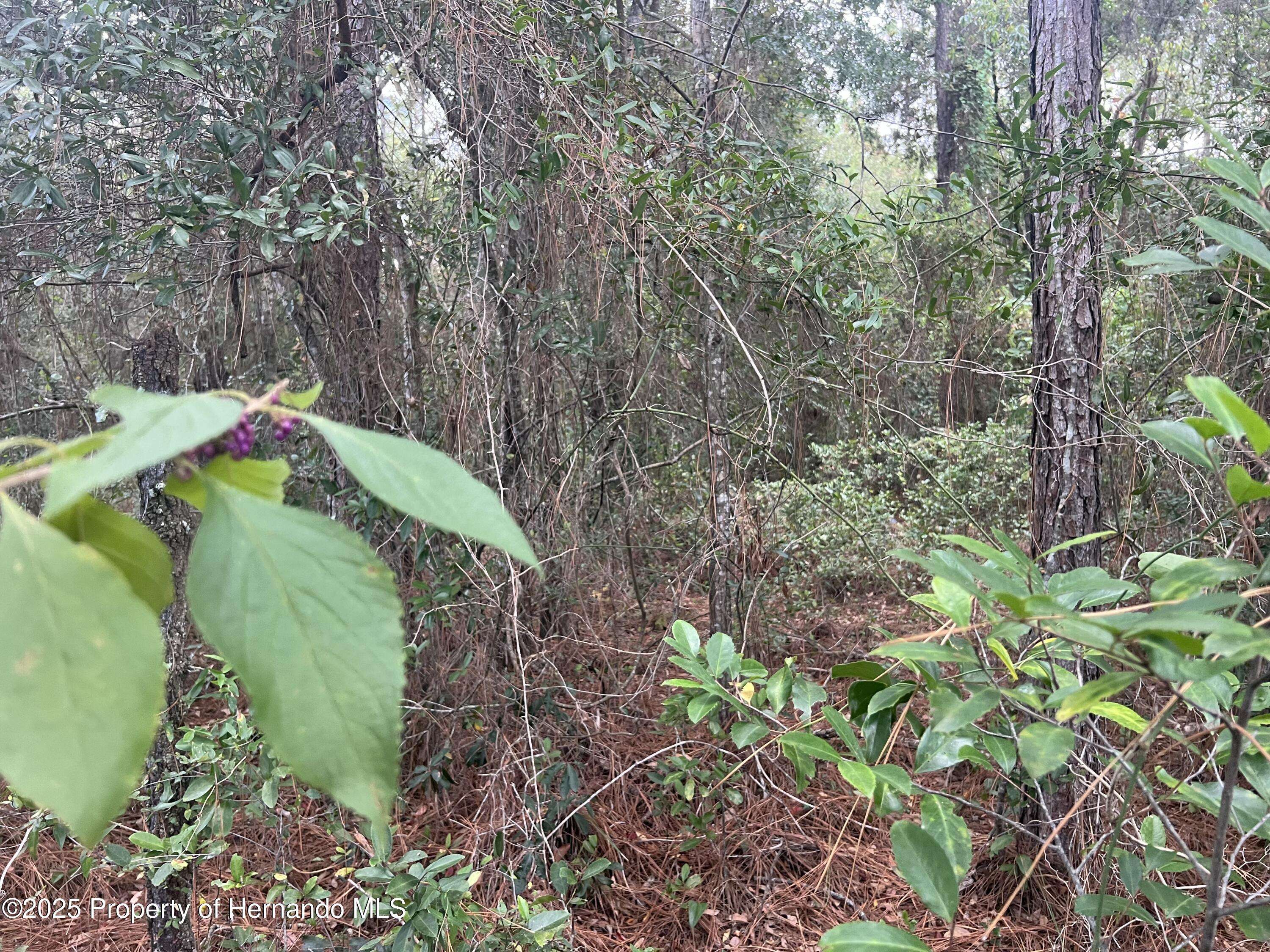 Brooksville, FL 34613,0 Simmons Street