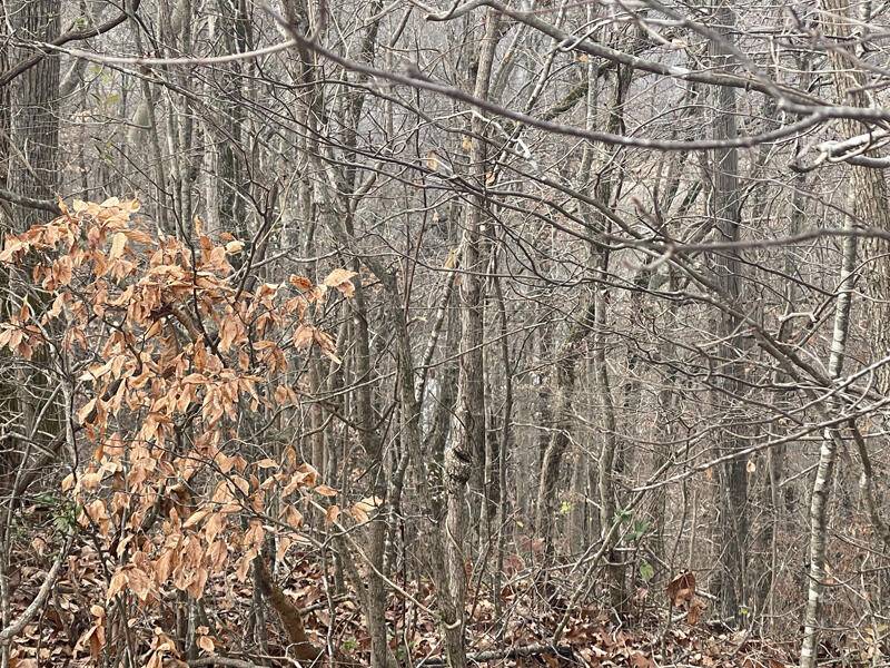 Nancy, KY 42544,Lot 35 Laurelwood