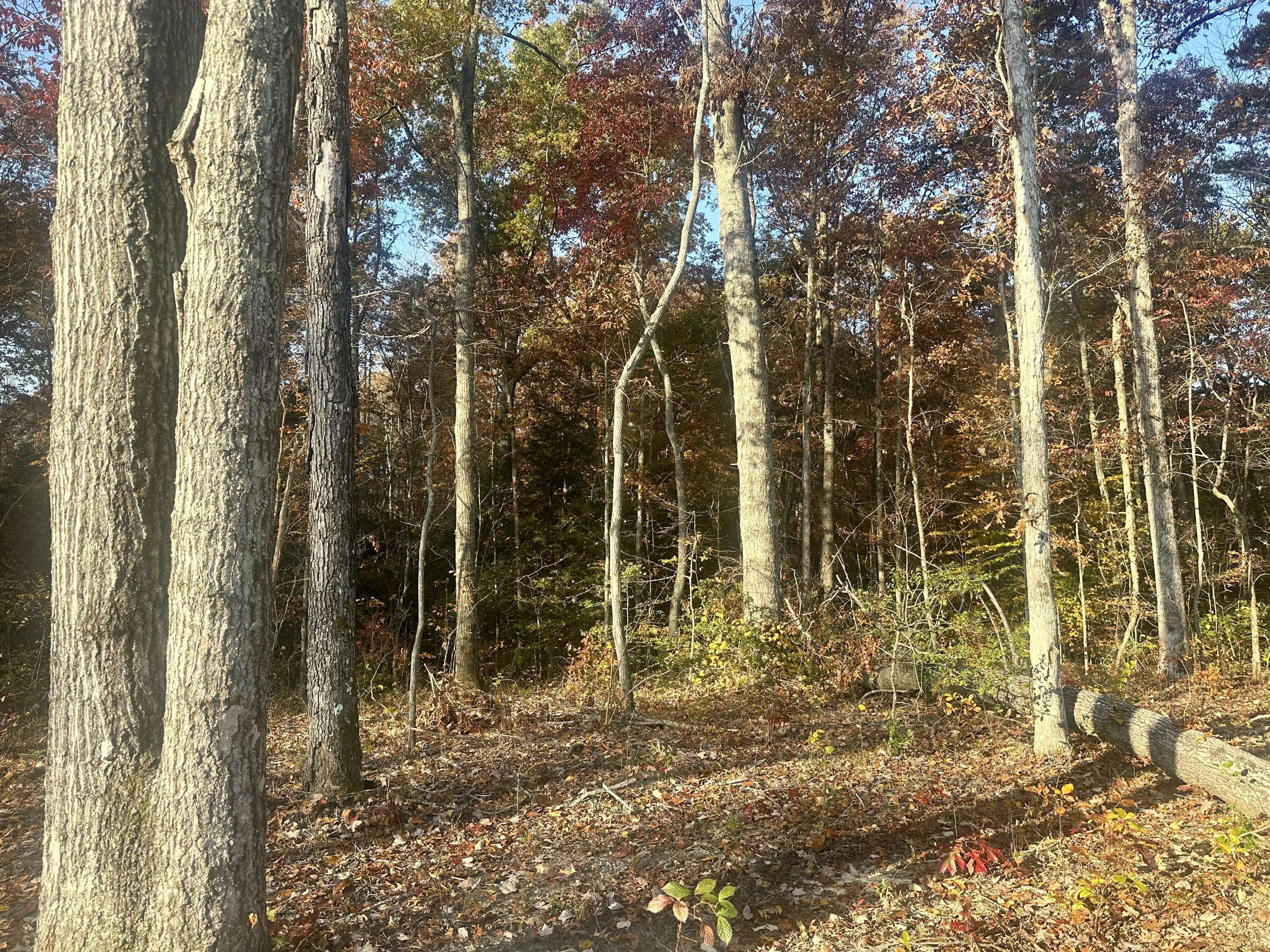Corbin, KY 40701,Tract 7 Bozeman Road
