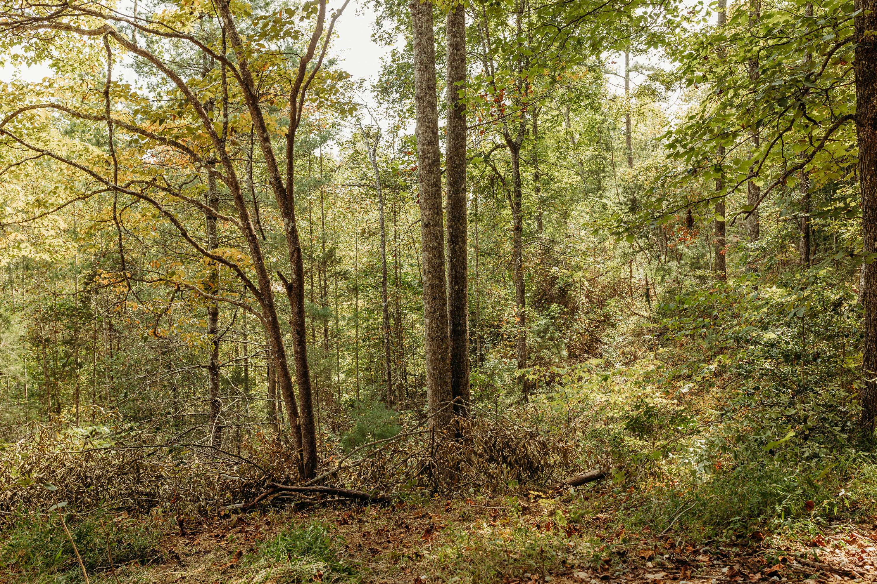 Campton, KY 41301,TBD Lot 25 Sandy Ridge Road