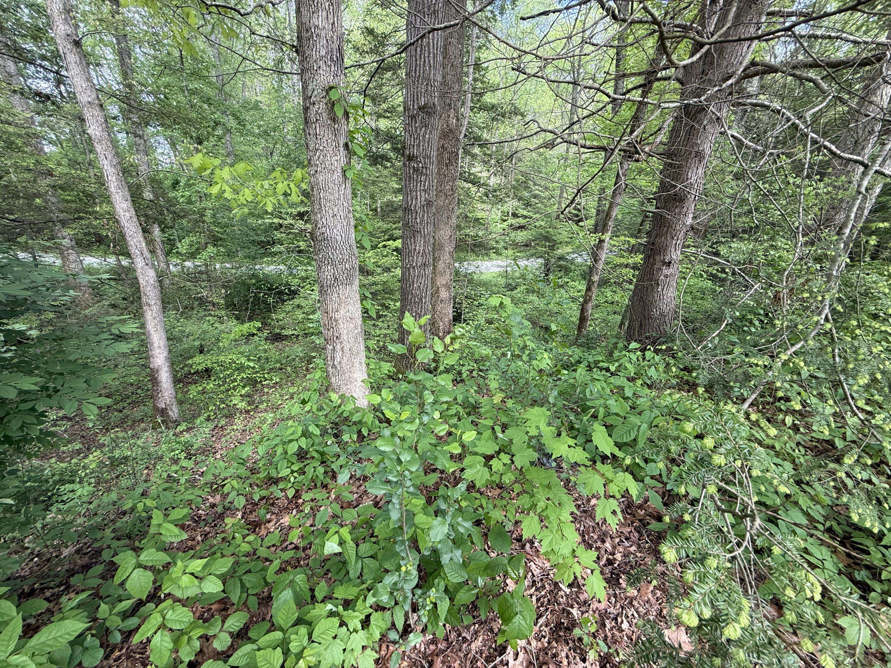 London, KY 40744,9999 Forest Springs Drive