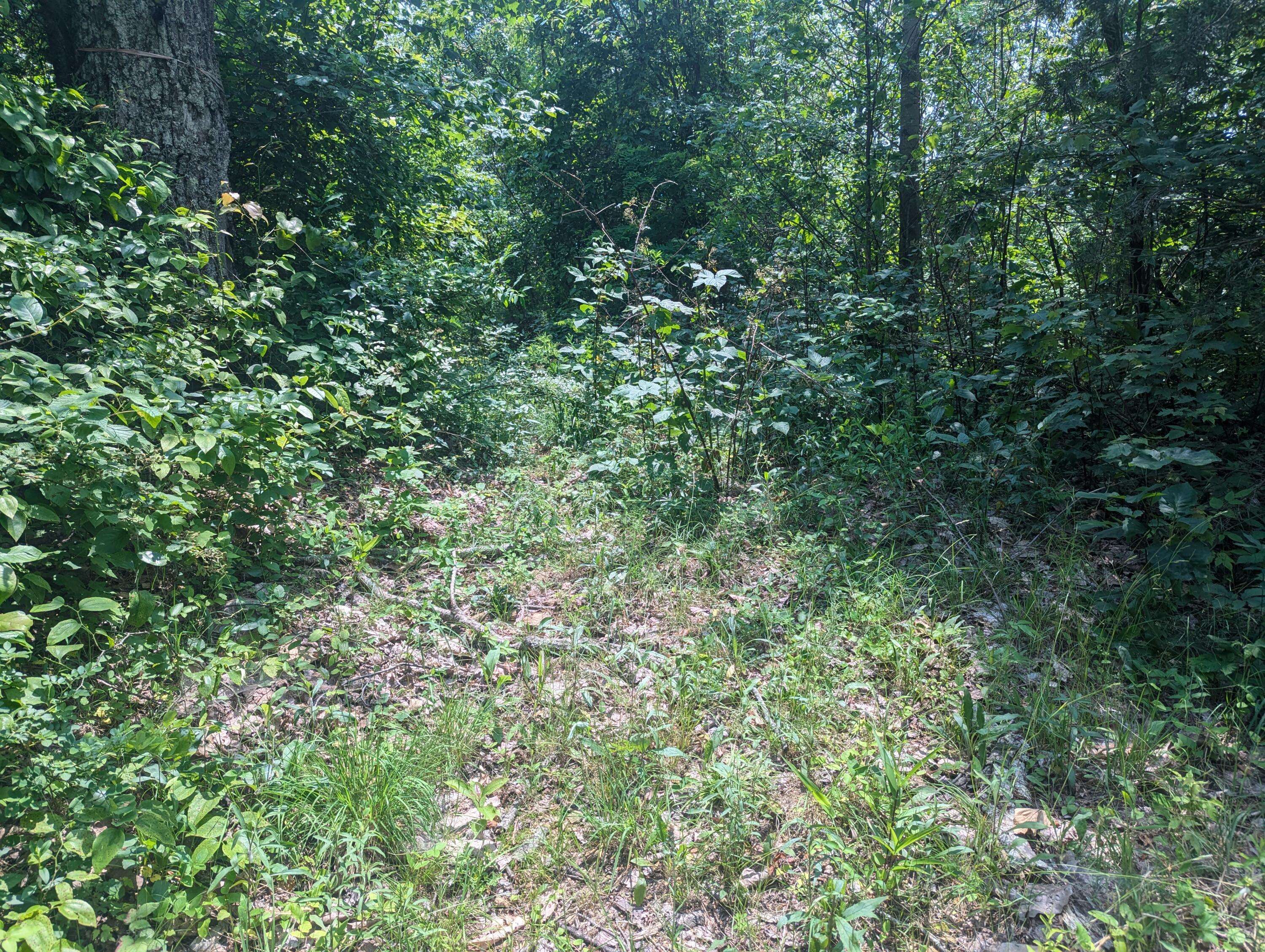 Olive Hill, KY 41164,9999 State Highway 649