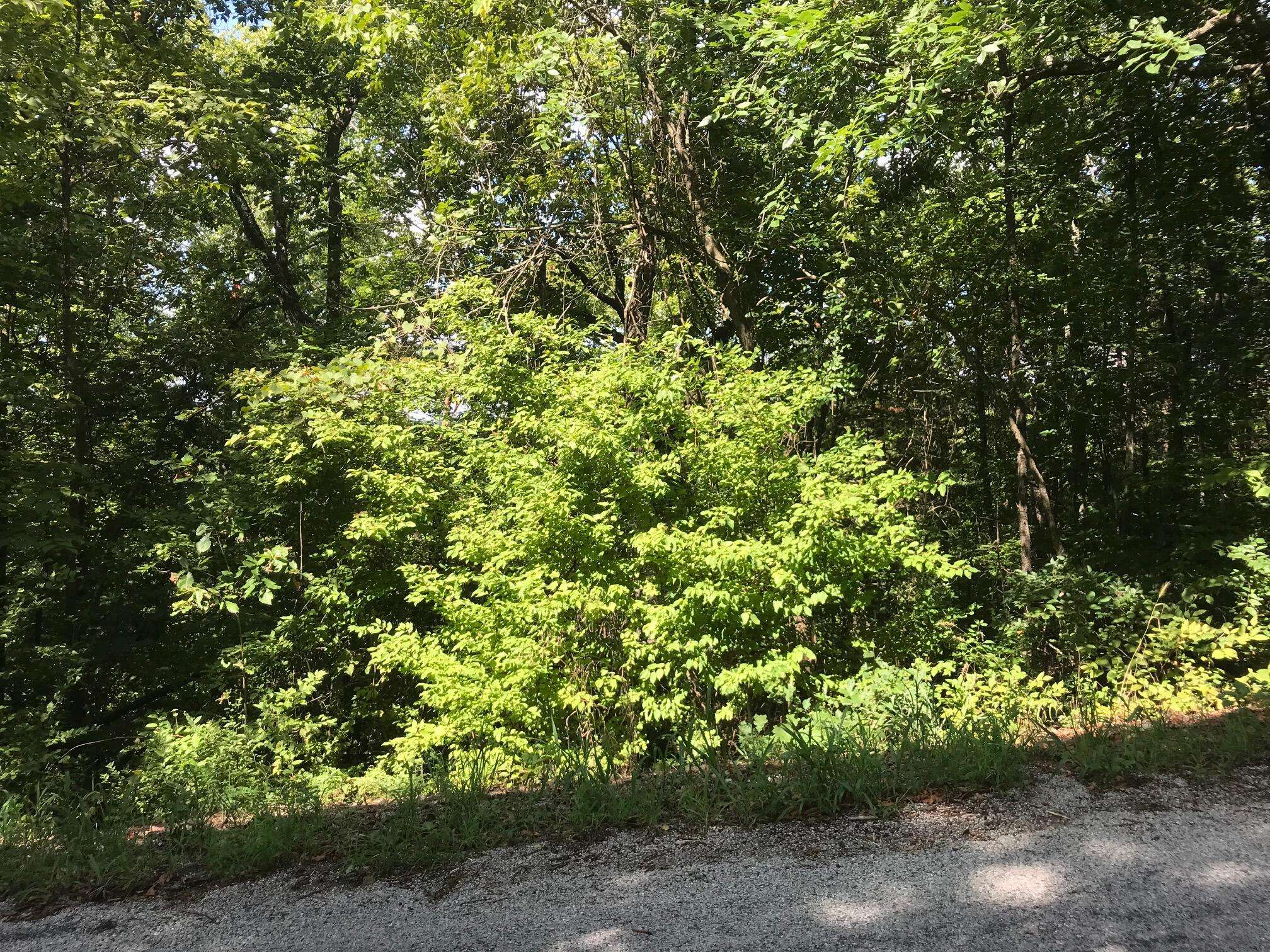 Hollister, MO 65672,Lot 255 Sharay CIR