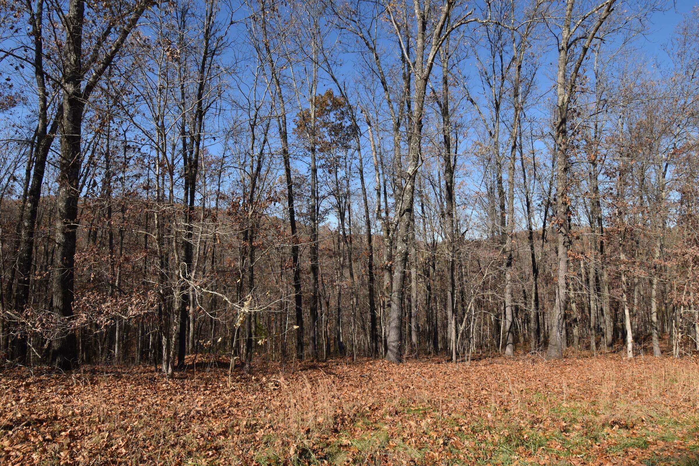 Cape Fair, MO 65624,Lot 80 Lost In Woods LN