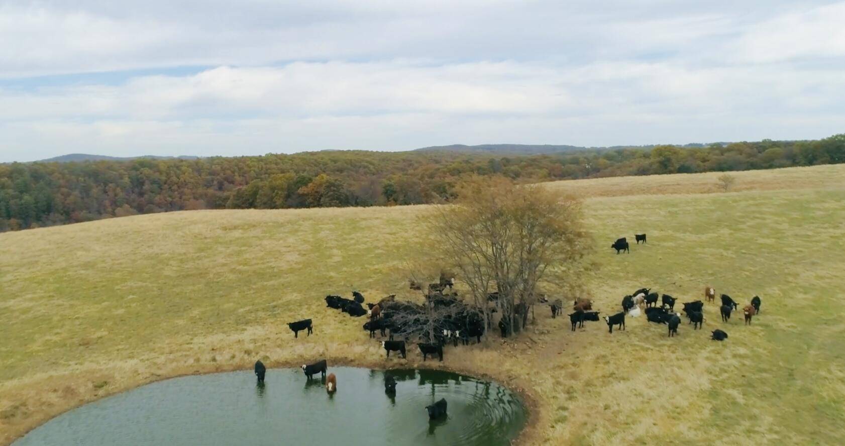 Dora, MO 65637,000 County Road 194