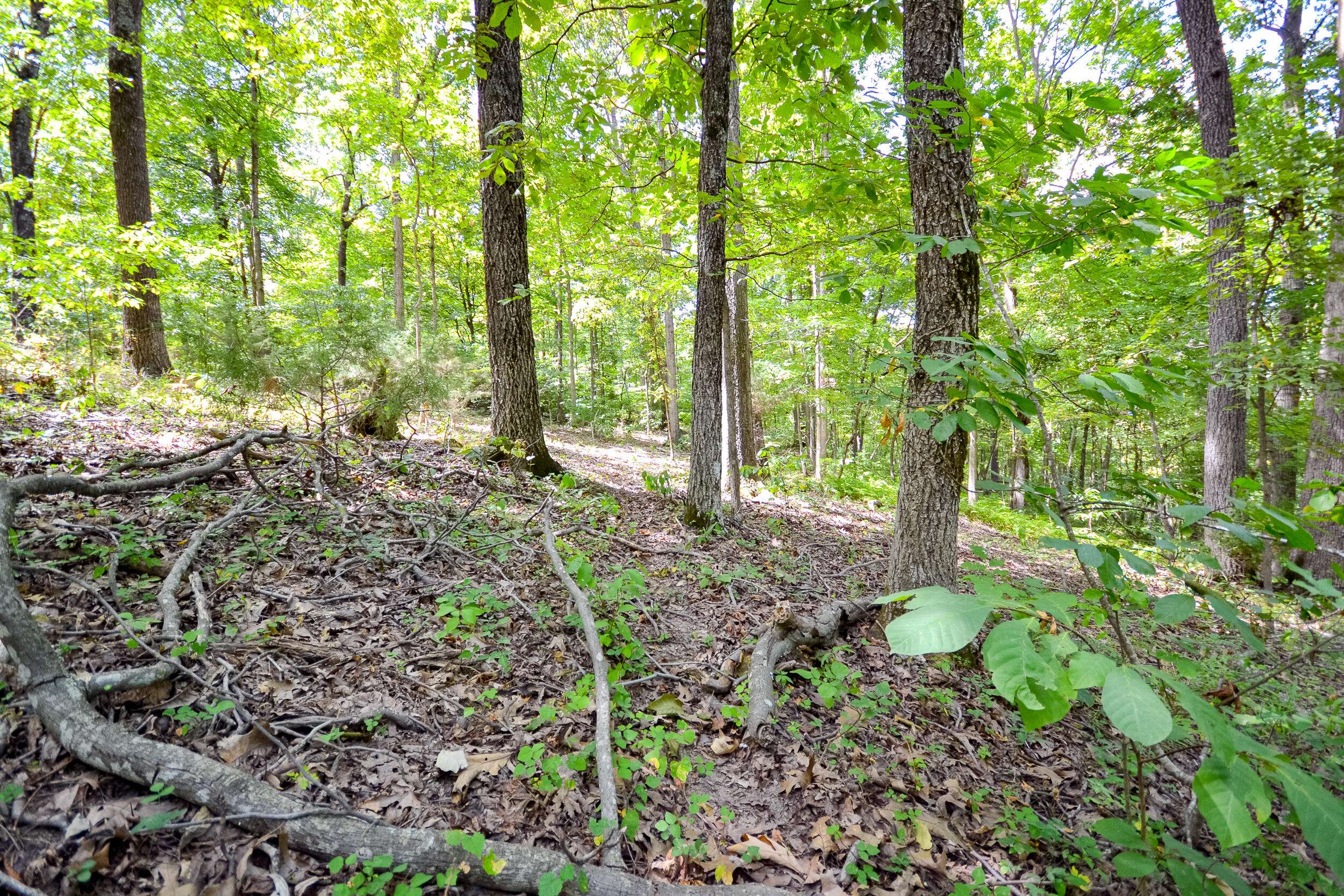 Cassville, MO 65625,000 Coyote Ridge RD #Lot 20