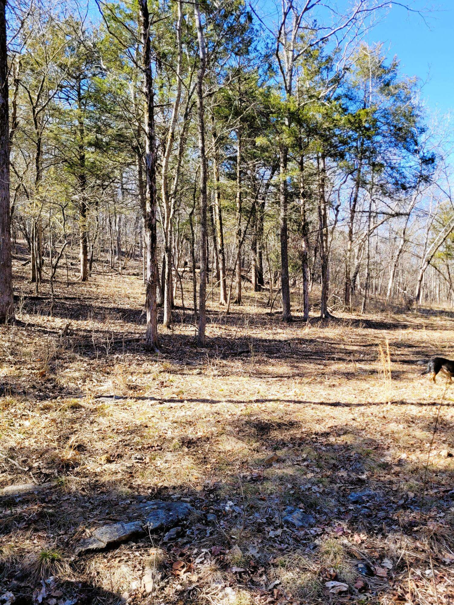 Branson, MO 65616,8 Acres Sycamore Church Rd