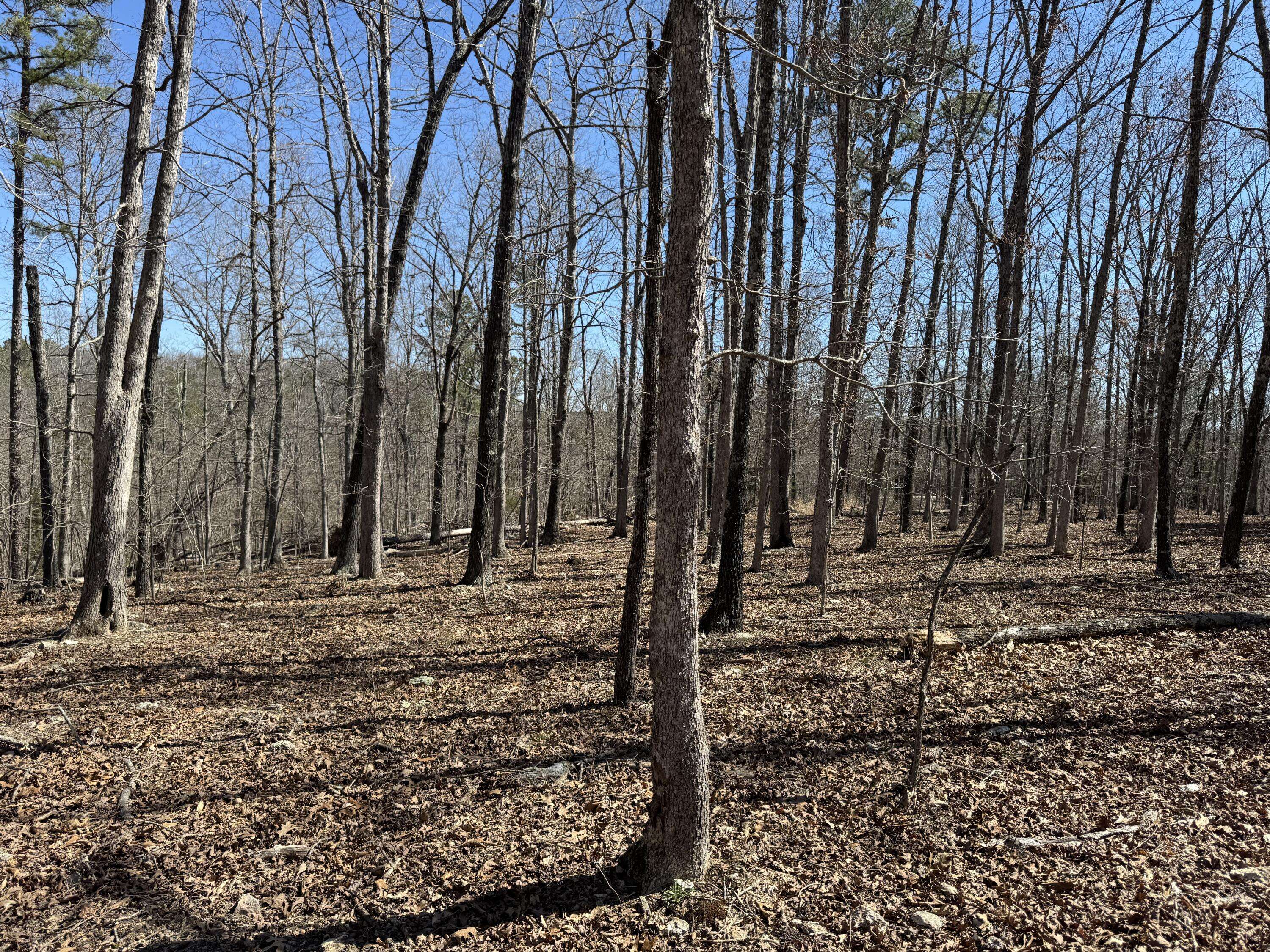 Birch Tree, MO 65438,Tbd County Road 486
