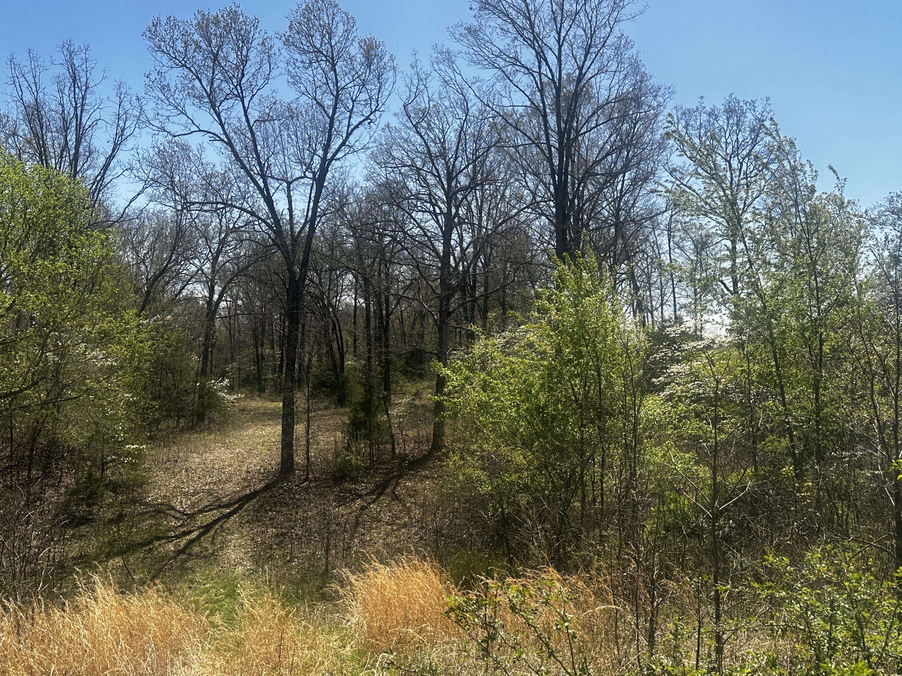 Caulfield, MO 65626,000 County Road 542