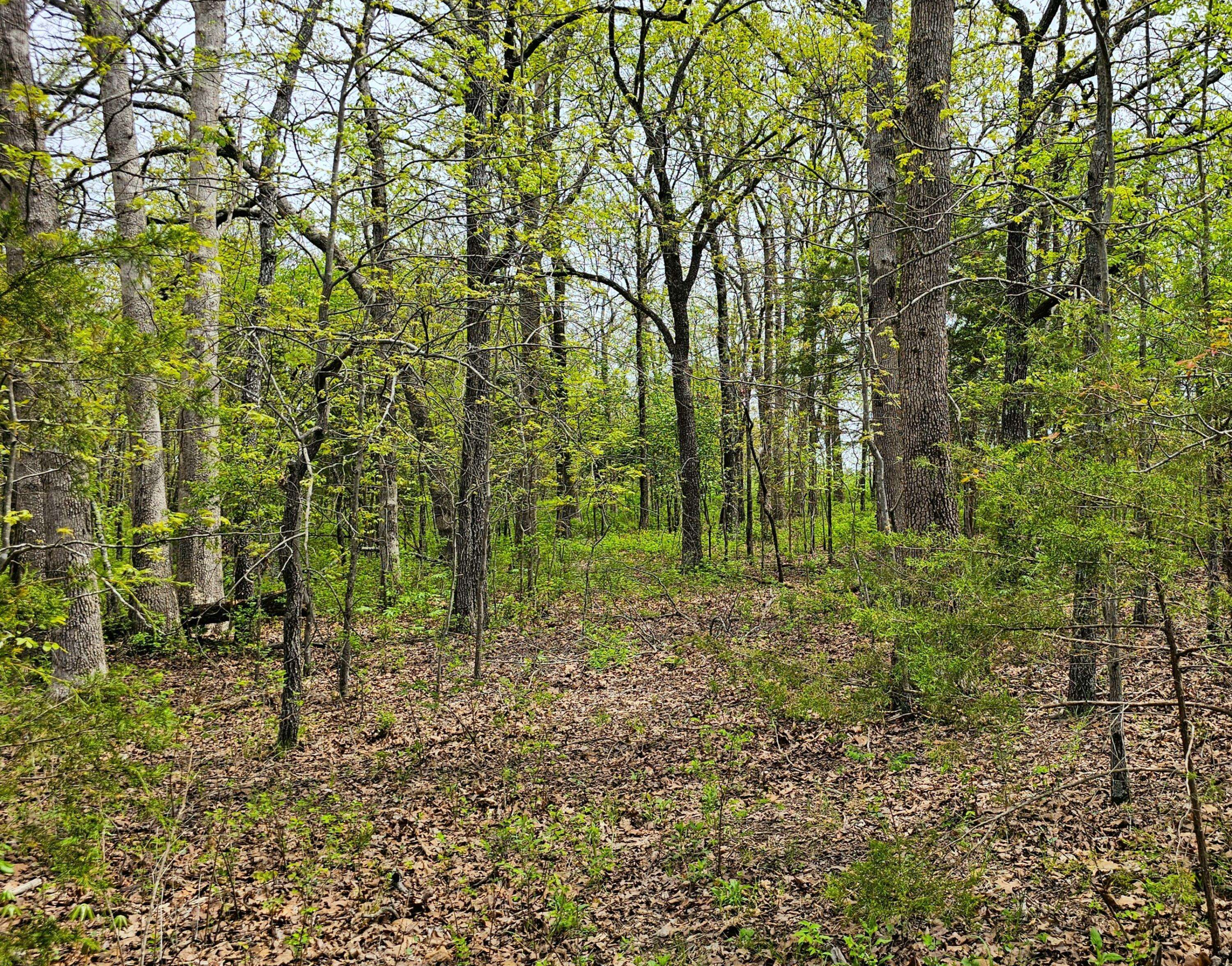 Marshfield, MO 65706,000 Rambling Drive