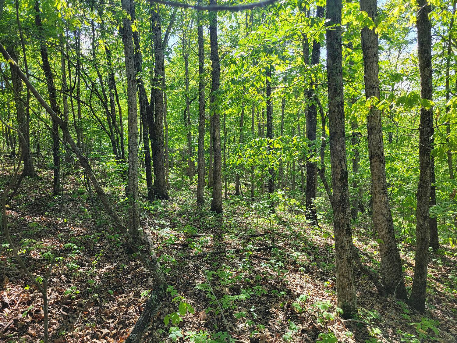 Norwood, MO 65717,000 Off Highway Yy