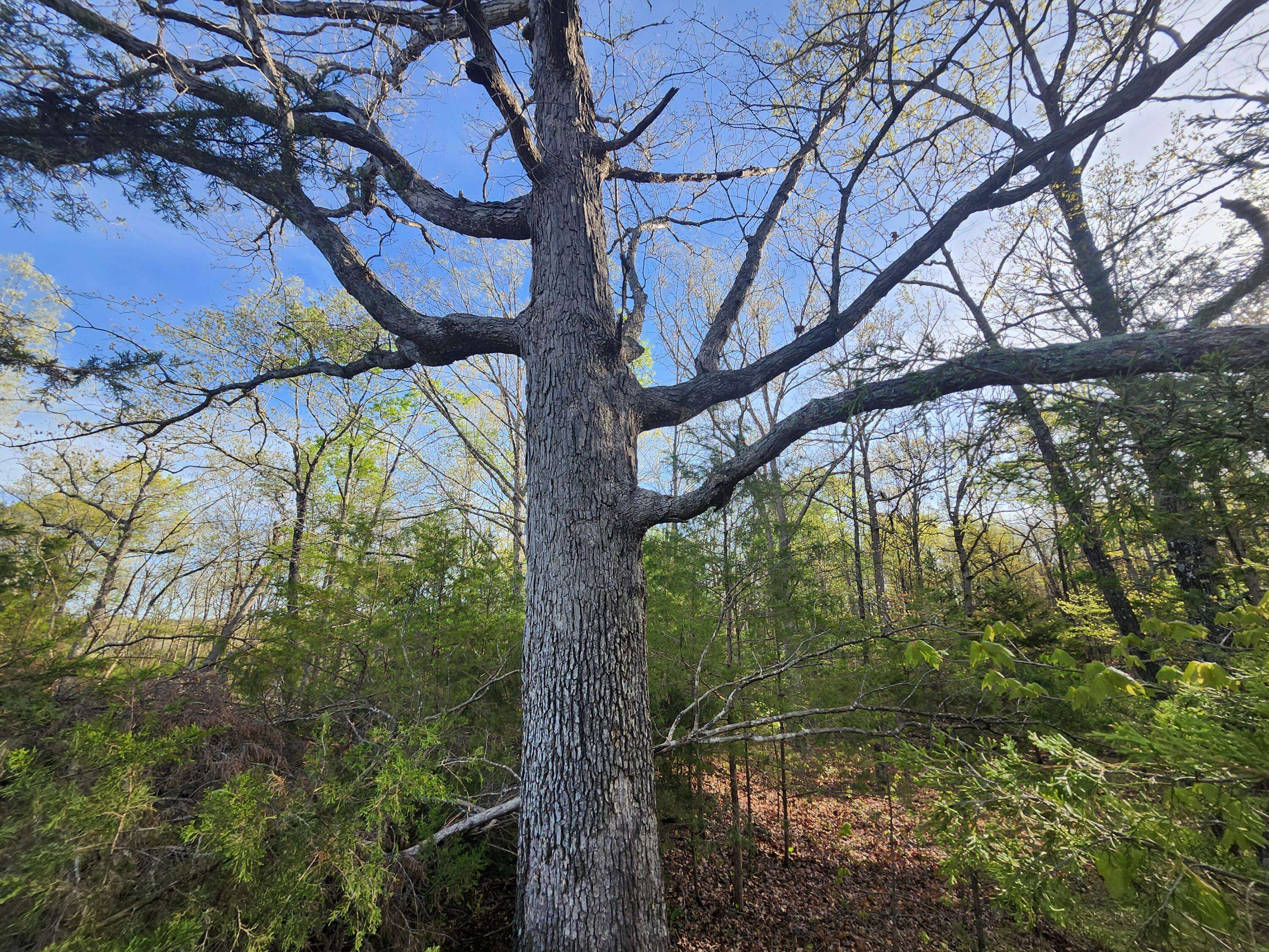 Summersville, MO 65571,3480 Bethel Drive