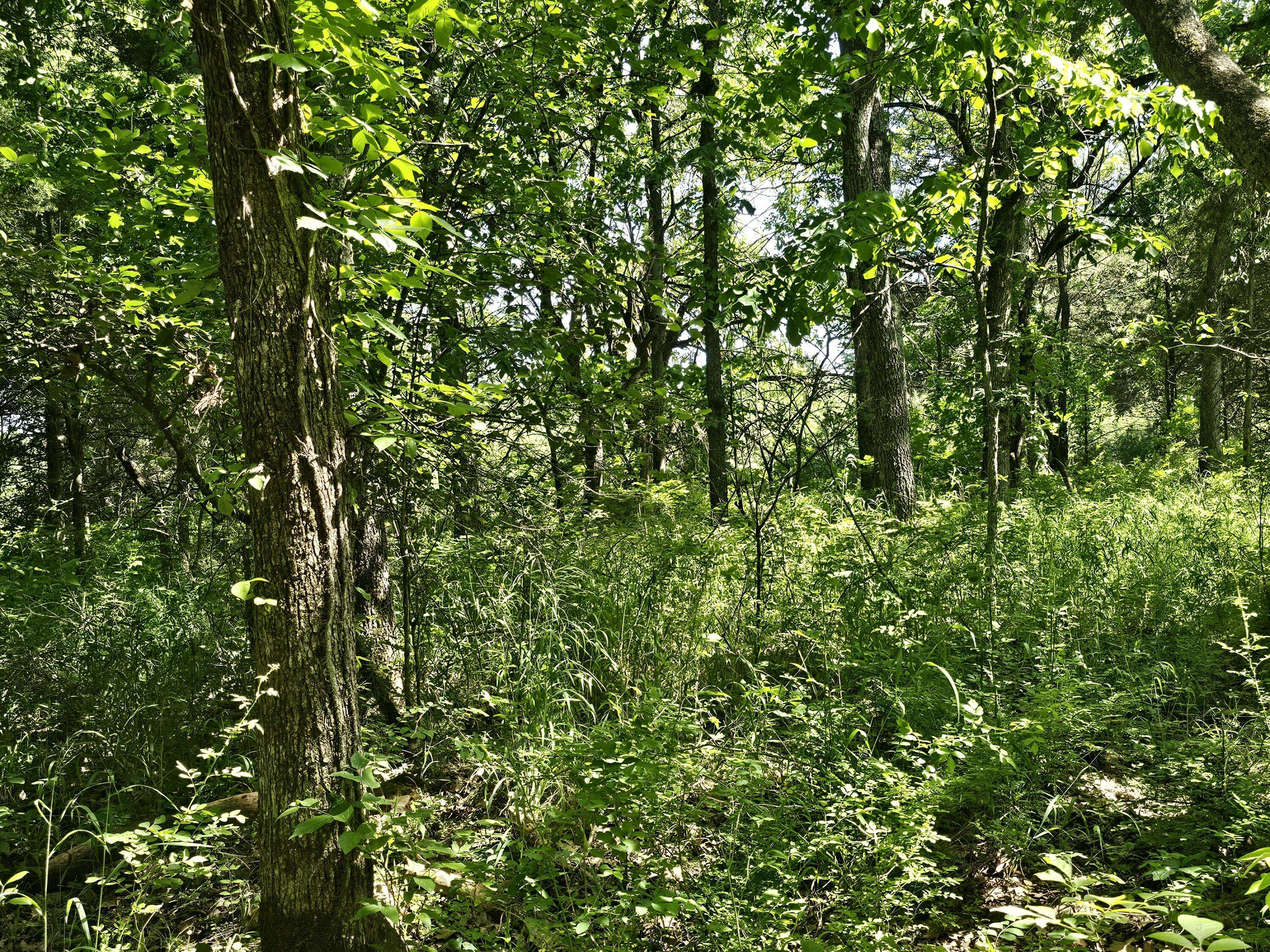 Bolivar, MO 65613,000 E 490th RD