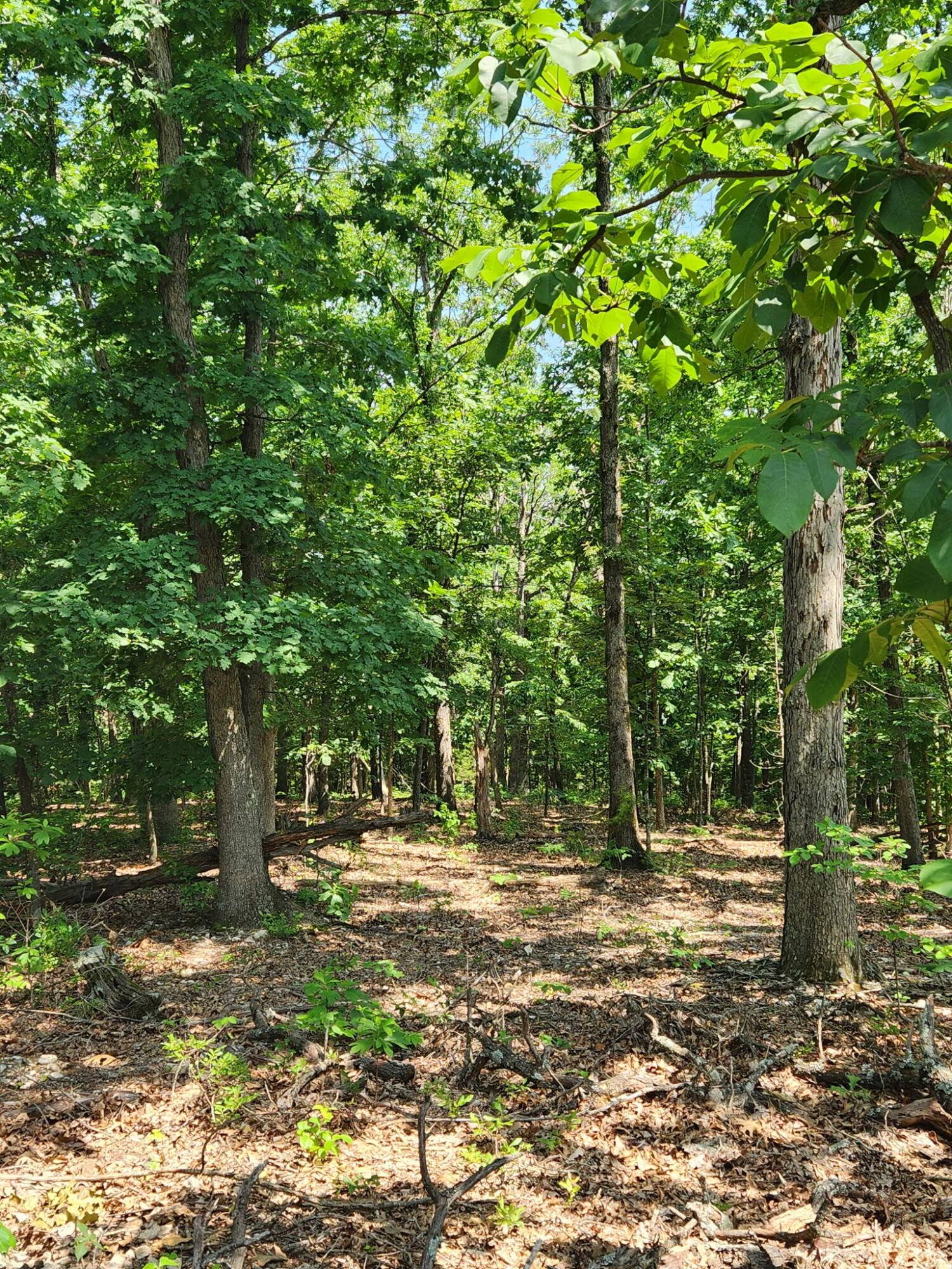 Noel, MO 64854,Lot 1 Oriole LN