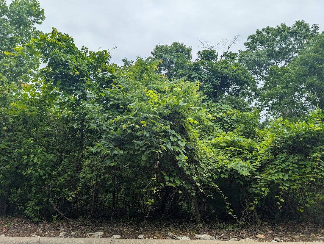 Hollister, MO 65672,197 Emerald Isle DR