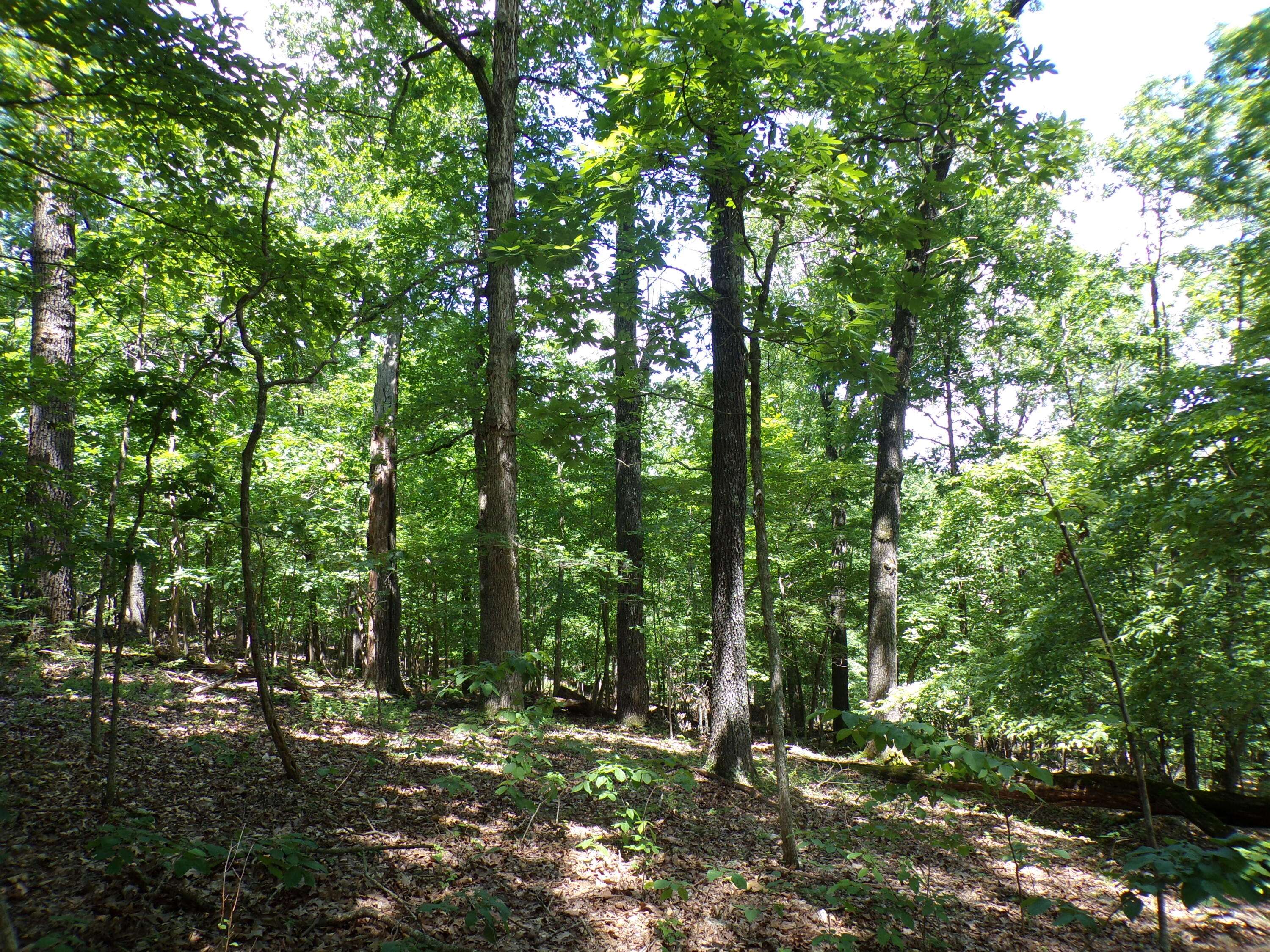 Tecumseh, MO 65760,000 +/- 10 Acres Cr 556