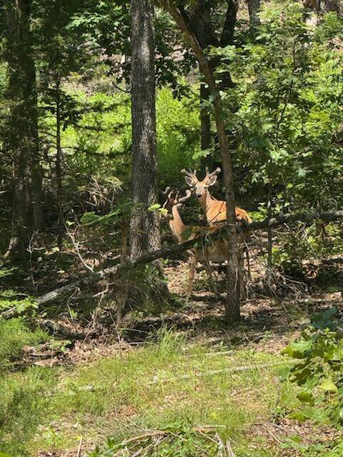Gainesville, MO 65655,000 County Road 630 #Section A