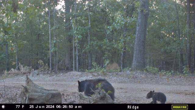 Gainesville, MO 65655,000 County Road 630 #Section B