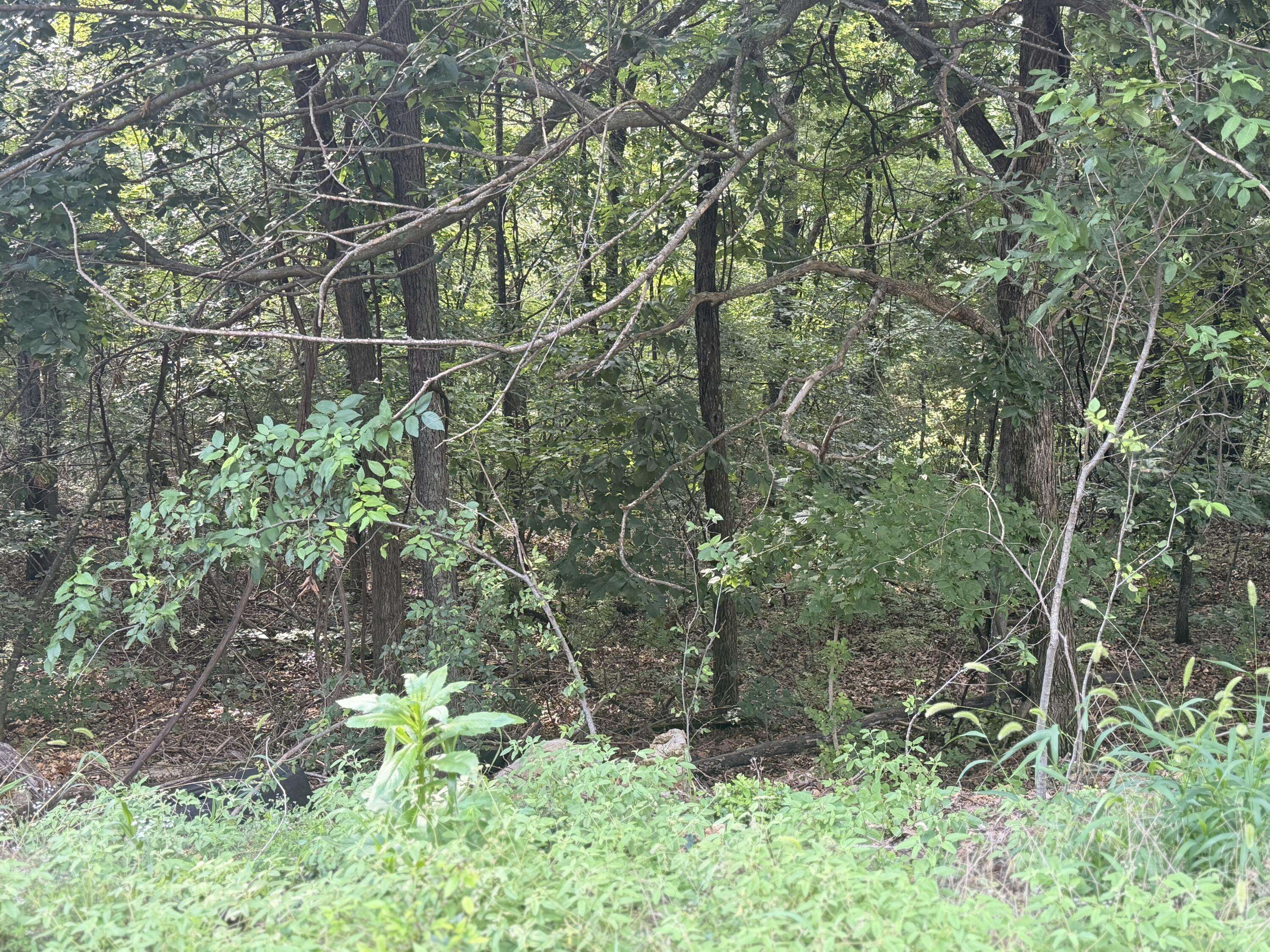 Hollister, MO 65672,350 Emerald Isle DR