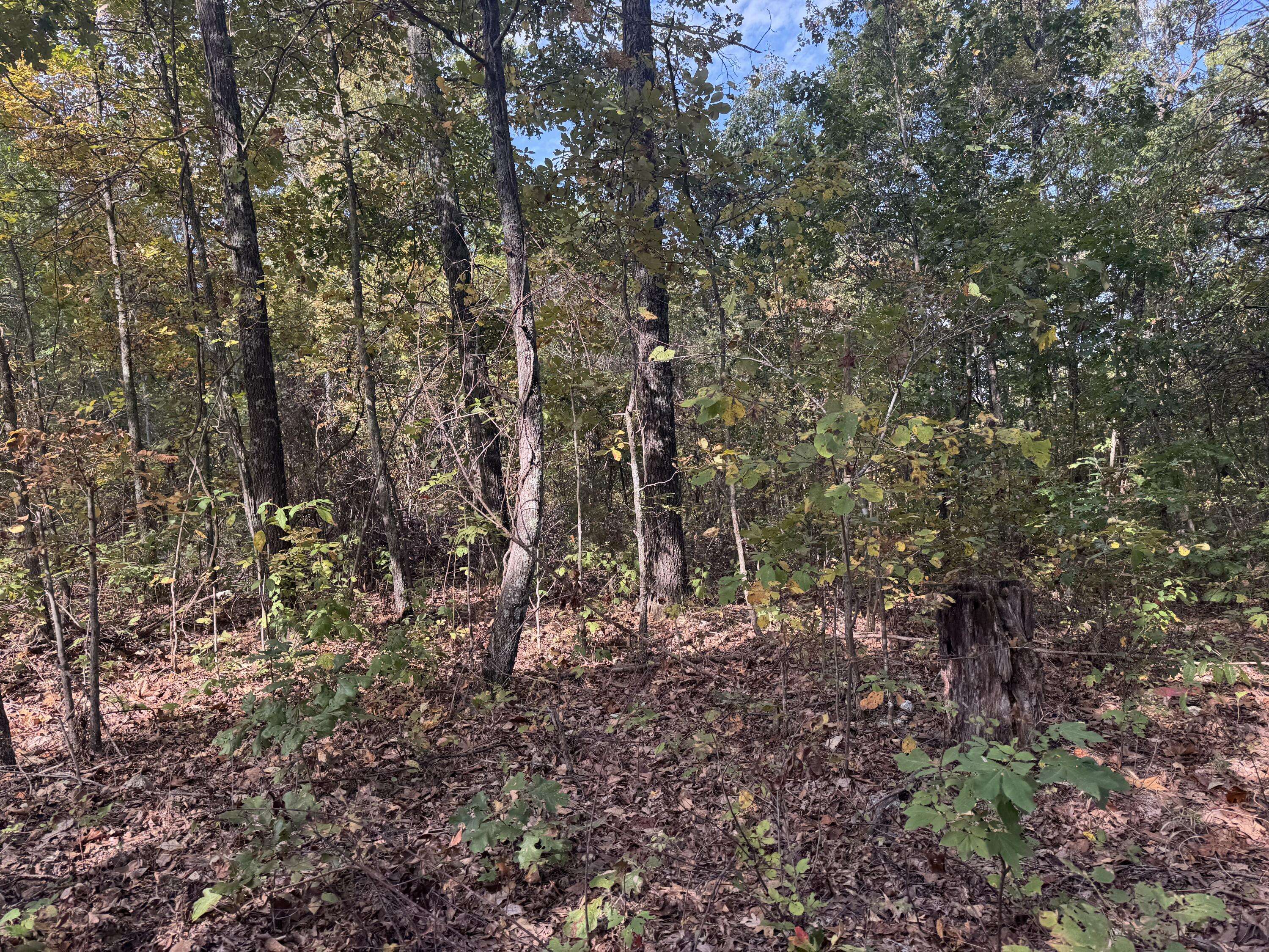 Norwood, MO 65717,000 Tbd Yy Highway