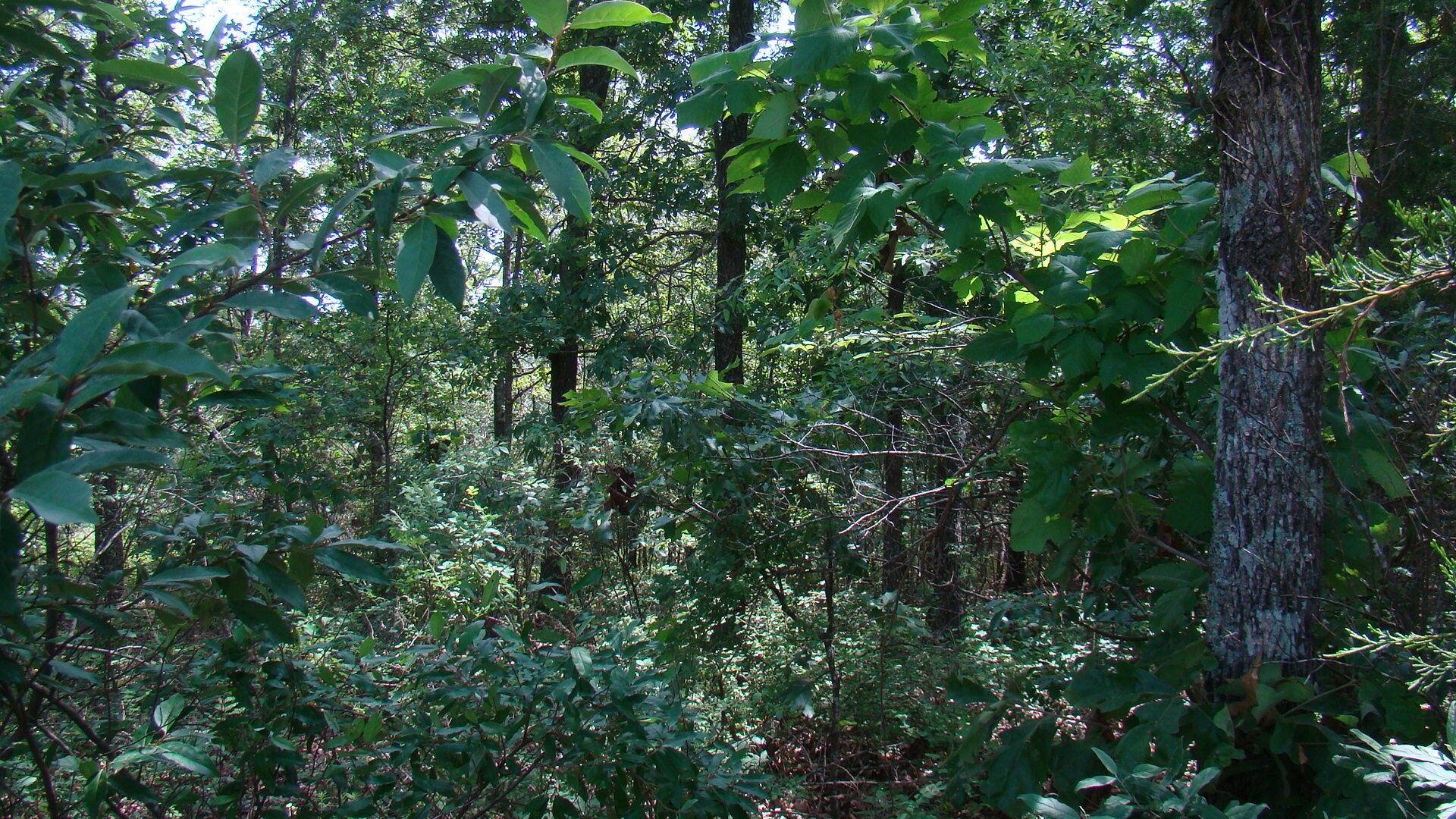 Mountain View, MO 65548,Tbd County Road 3940