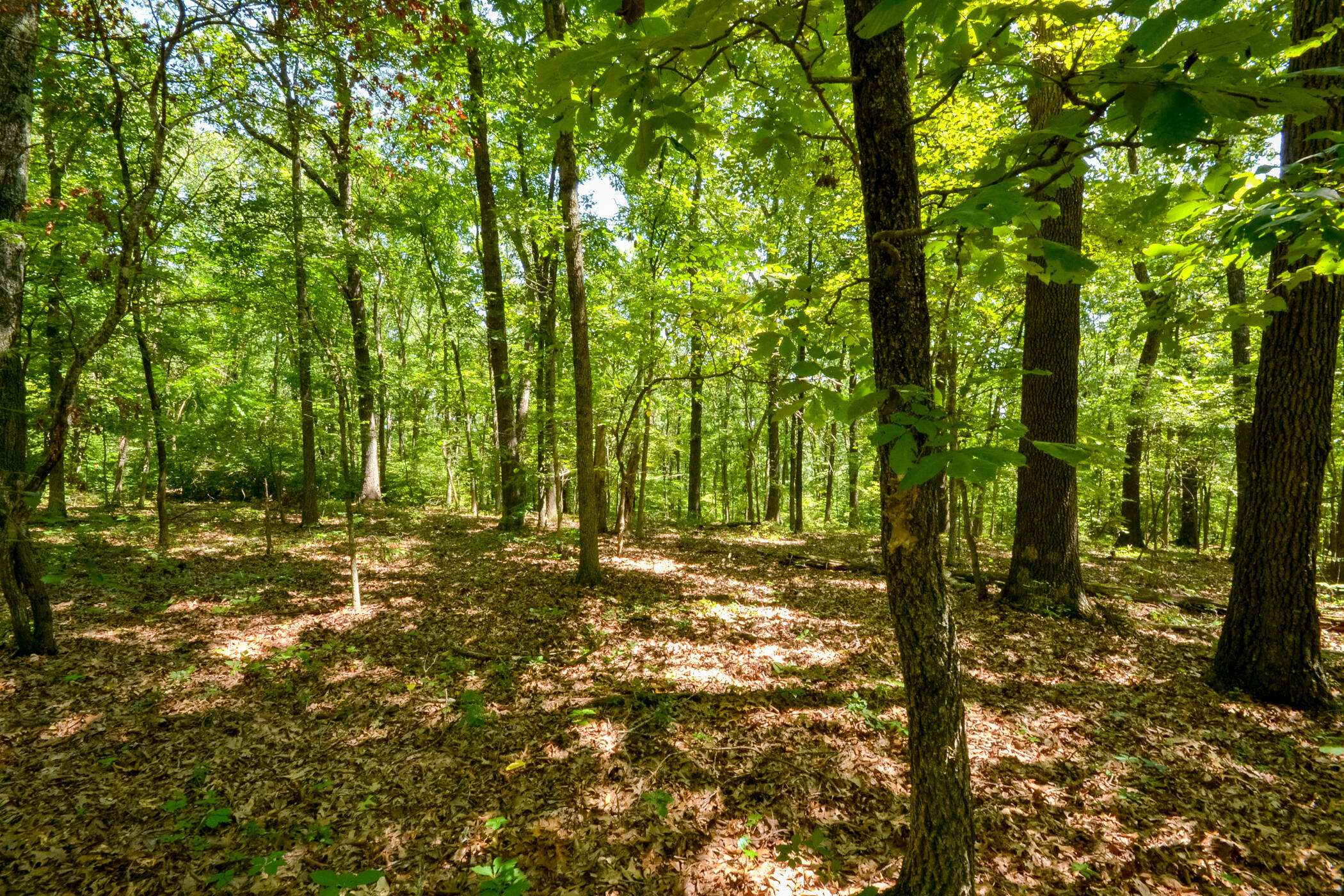 Ozark, MO 65721,000 Wood Thrush Lane