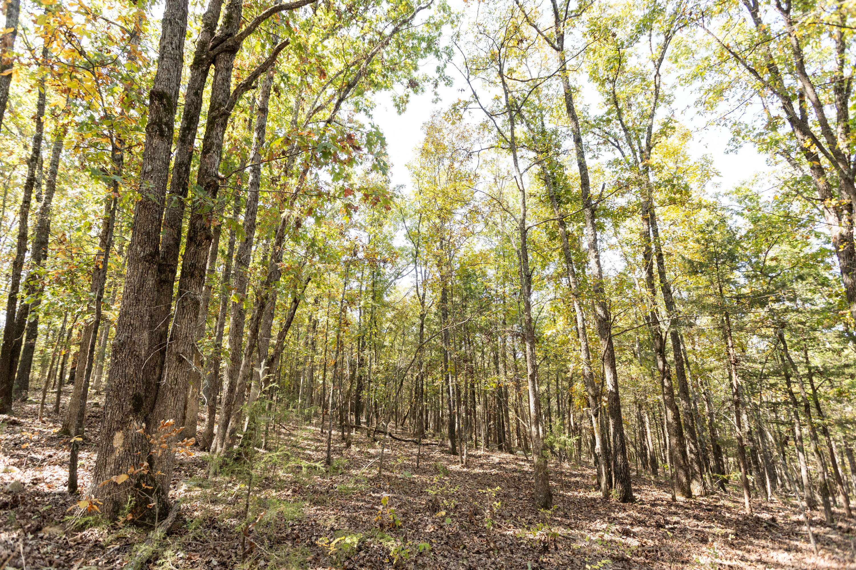 Gainesville, MO 65655,000 County Road 831