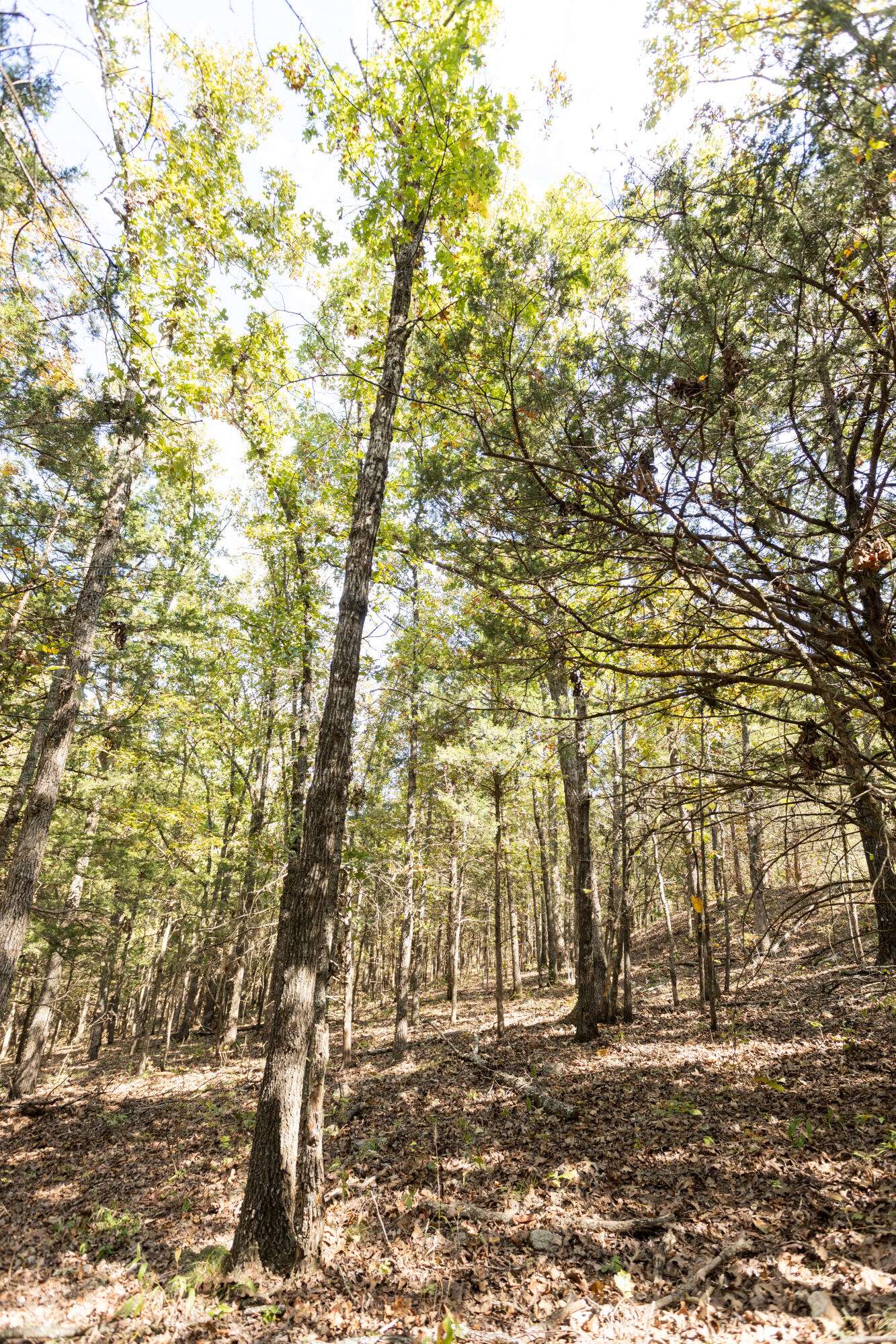 Gainesville, MO 65655,000 County Road 831