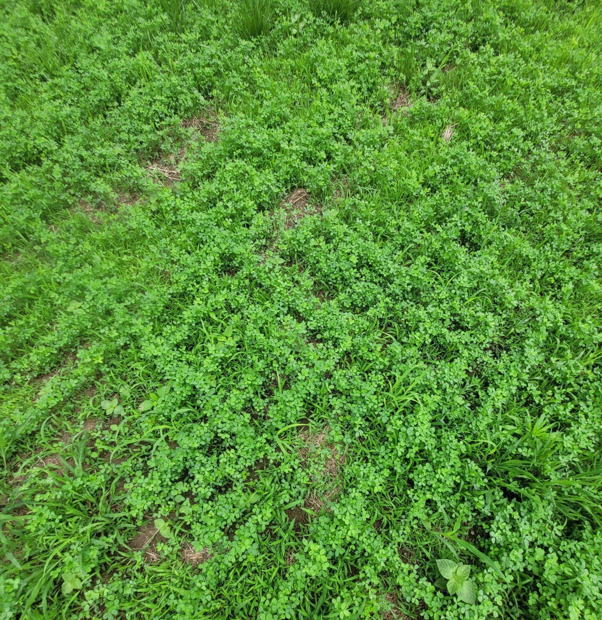 Squires, MO 65755,Tbd County Road 950