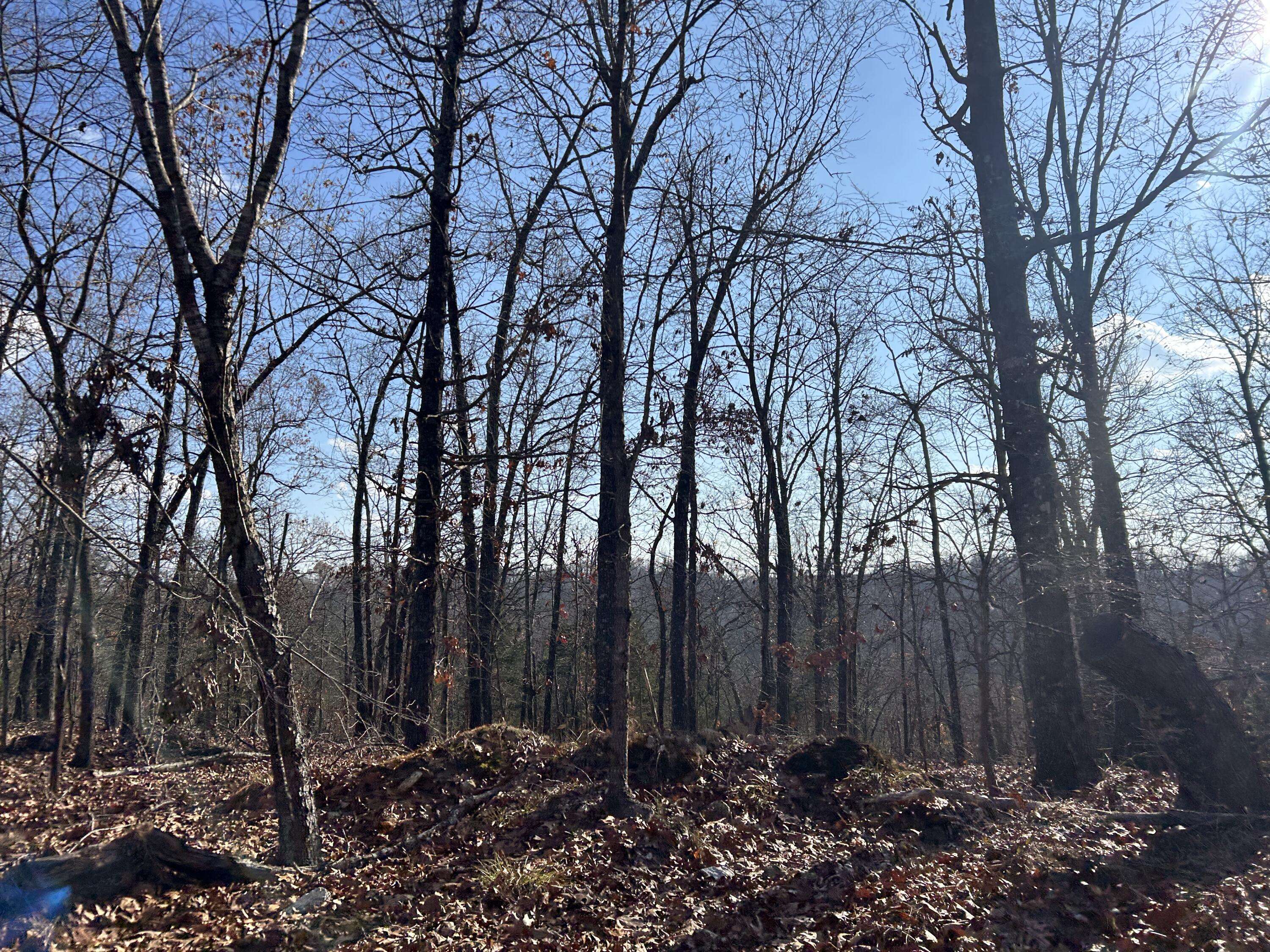 Theodosia, MO 65761,356 Rocky Ridge Lane
