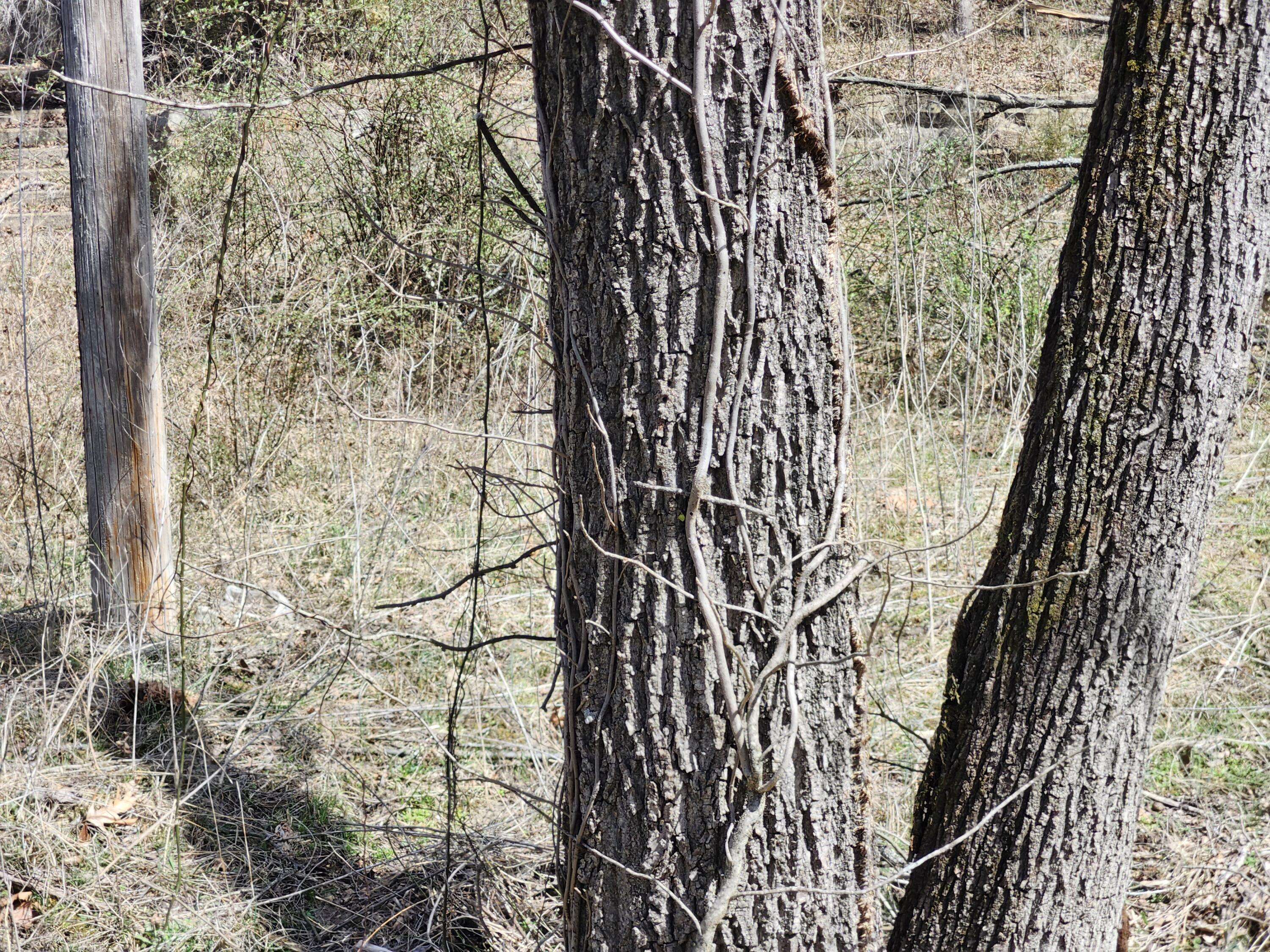 Mountain Grove, MO 65711,000 Highway Ae
