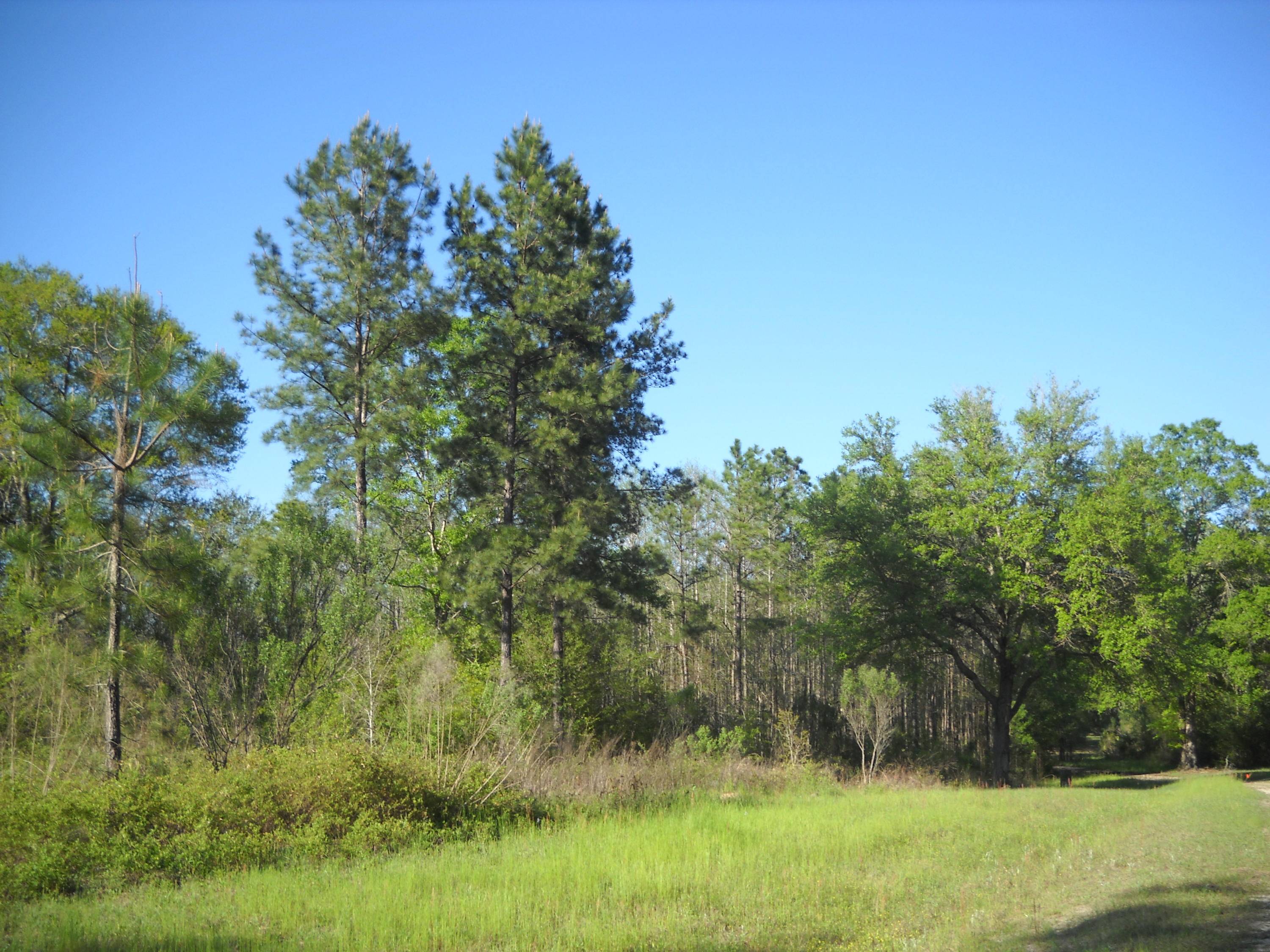 Bonifay, FL 32425,49 Canopy Oak Boulevard