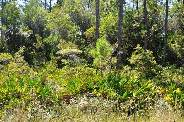 Inlet Beach, FL 32461,Lot 34 REDBUD Lane