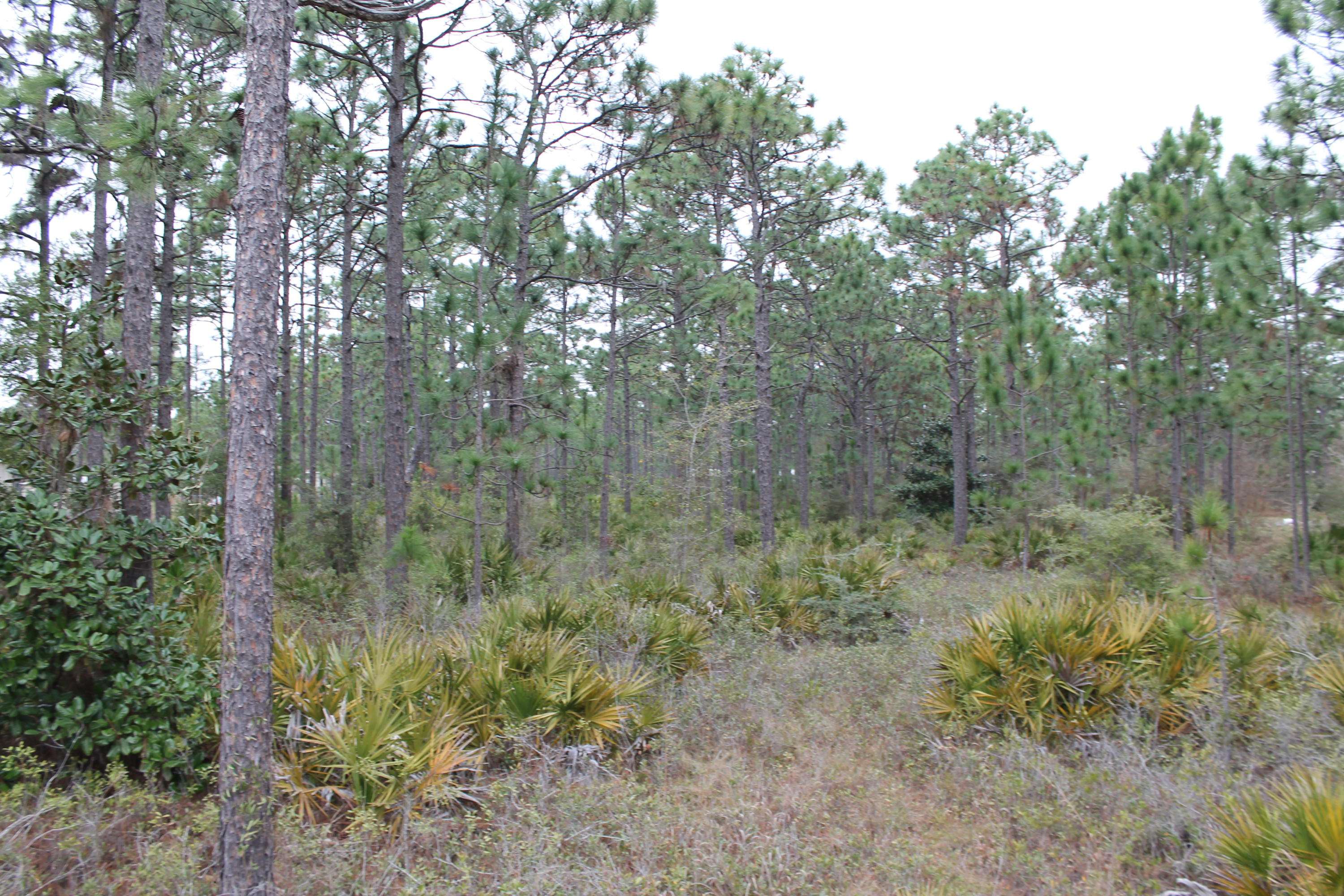 Navarre, FL 32566,1.13 AC XXX Timber Lane