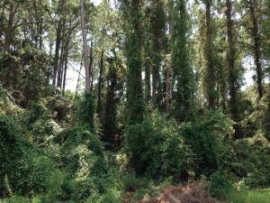 Point Washington, FL 32459,Lot 8 W Mitchell Avenue