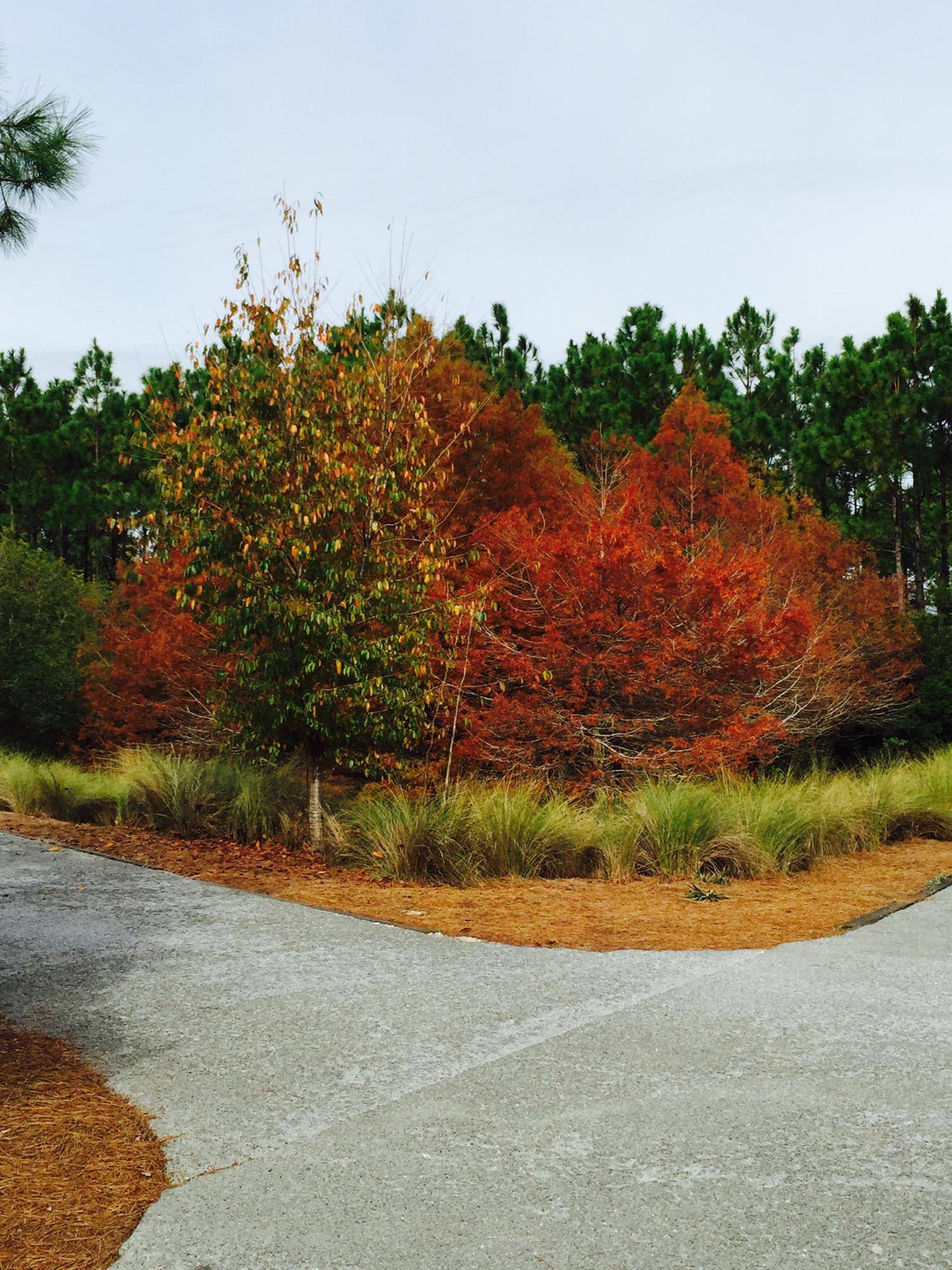 Santa Rosa Beach, FL 32459,402 PINE NEEDLE Way