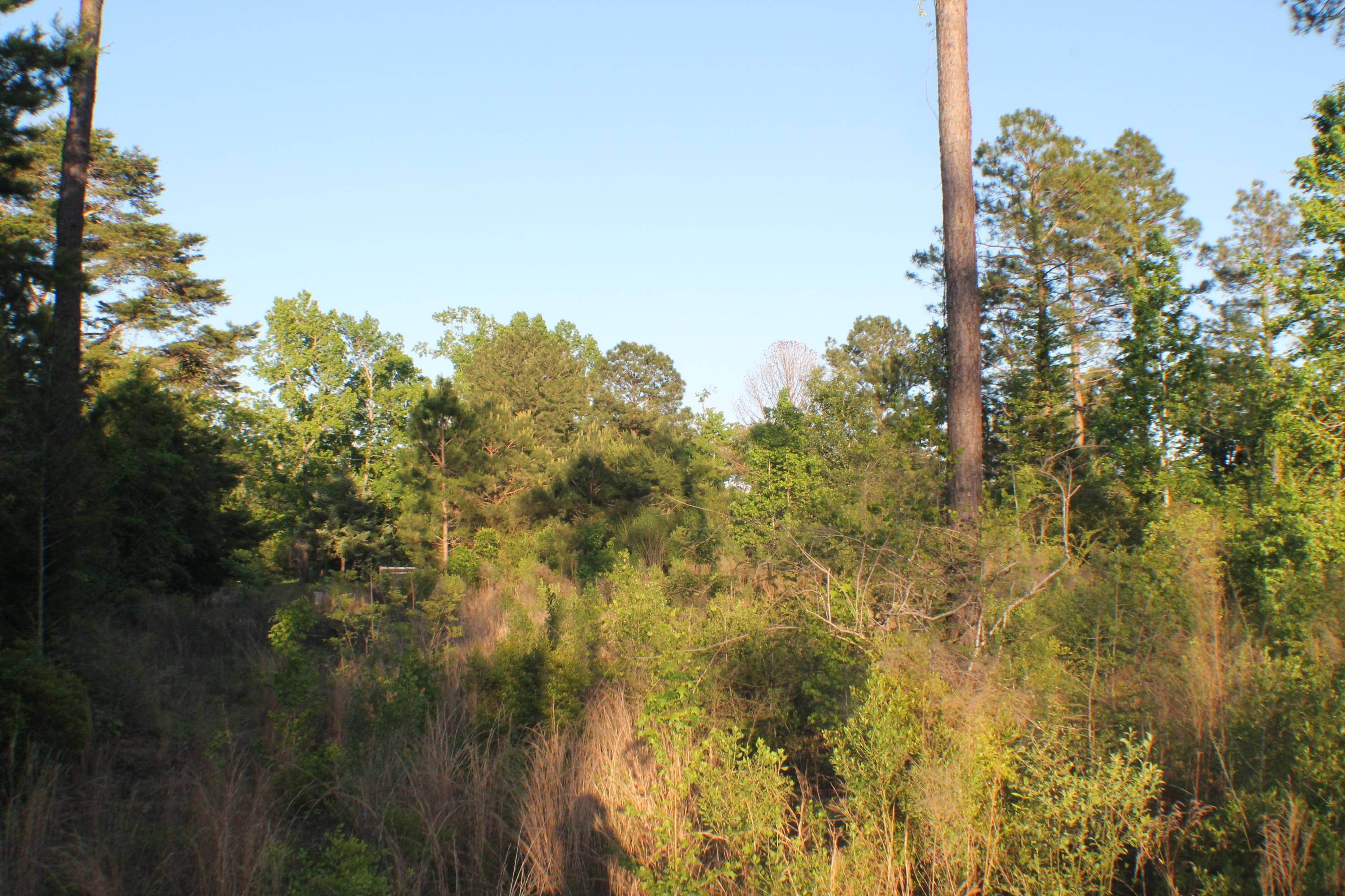 Laurel Hill, FL 32567,19.67 AC Bill Lundy Road