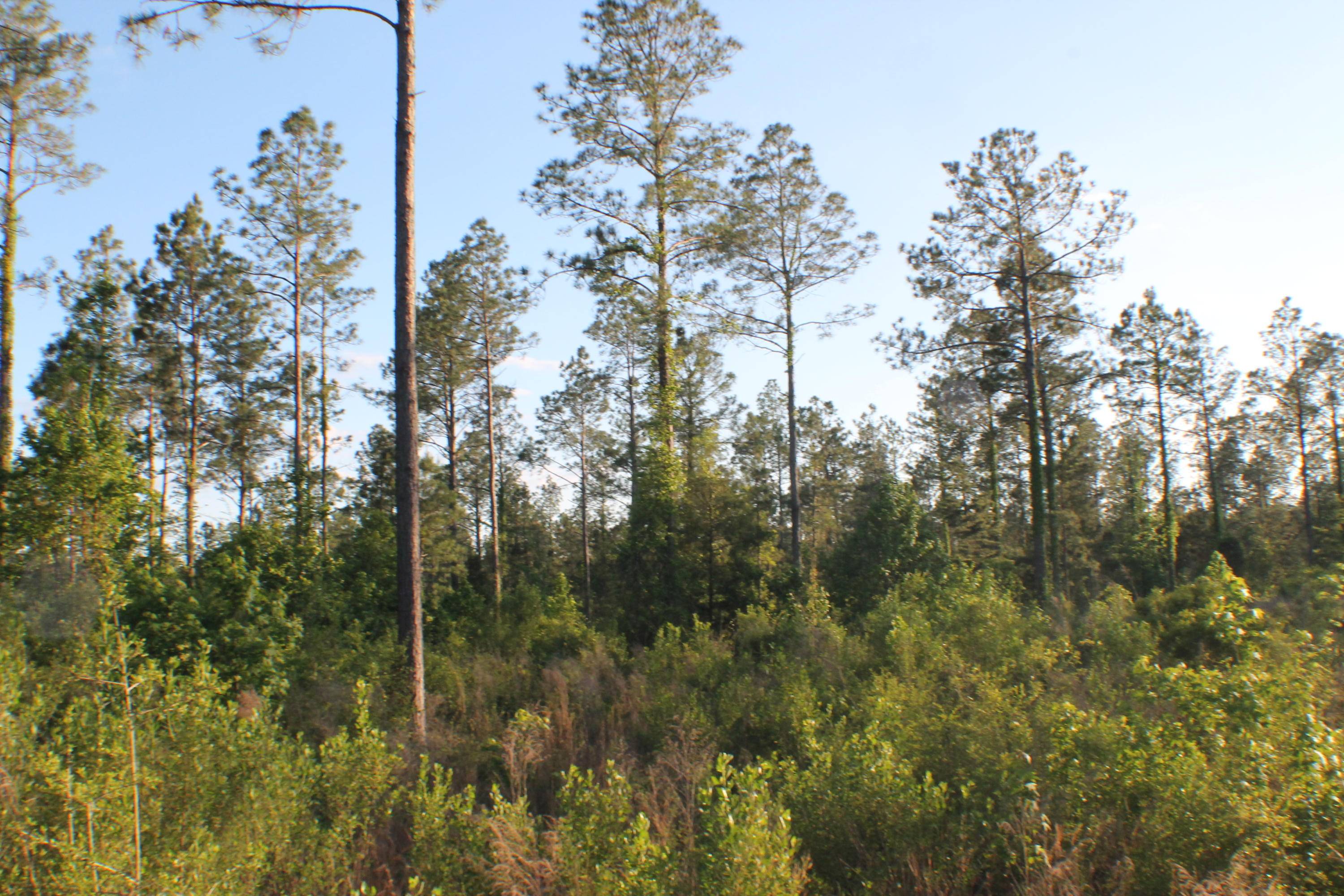 Laurel Hill, FL 32567,19.67 AC Bill Lundy Road