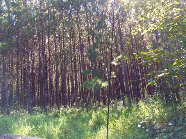 Defuniak Springs, FL 32433,72ac. Ford Hill Road