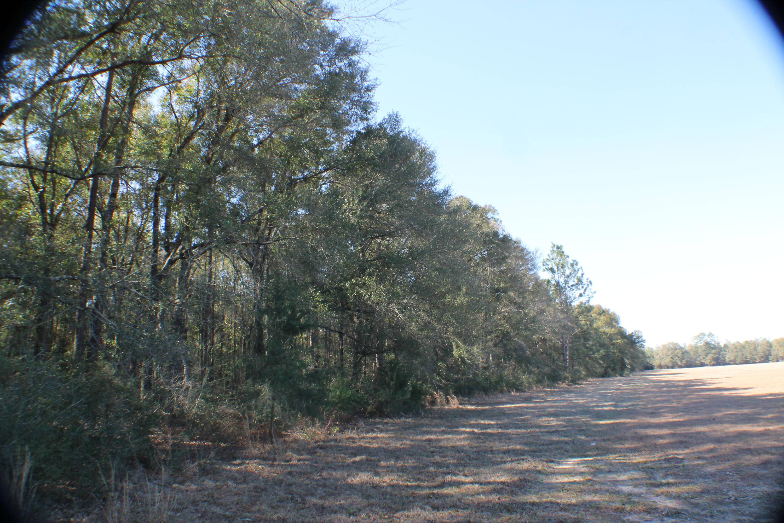 Holt, FL 32564,40 ACRES Griffith Mill Road