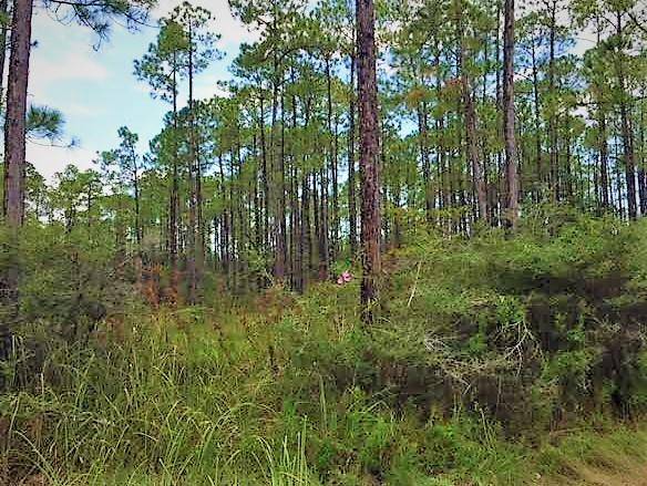 Point Washington, FL 32459,Lot 13 Whisper Lane