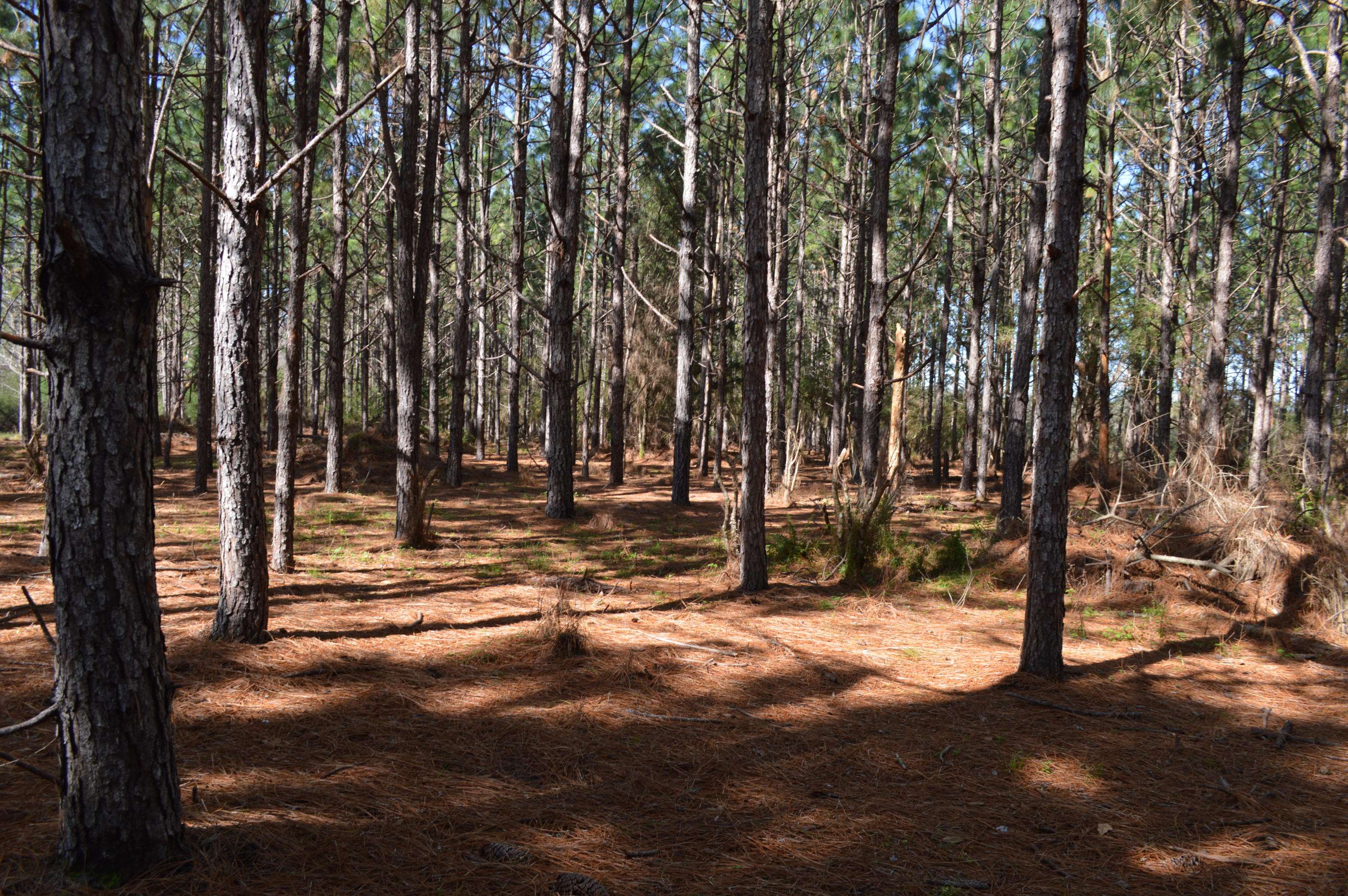 Paxton, FL 32538,250 AC. Bear Bay Flats Road