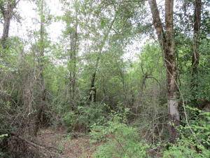 Holt, FL 32564,2.4 Ac XXX Broderick Road