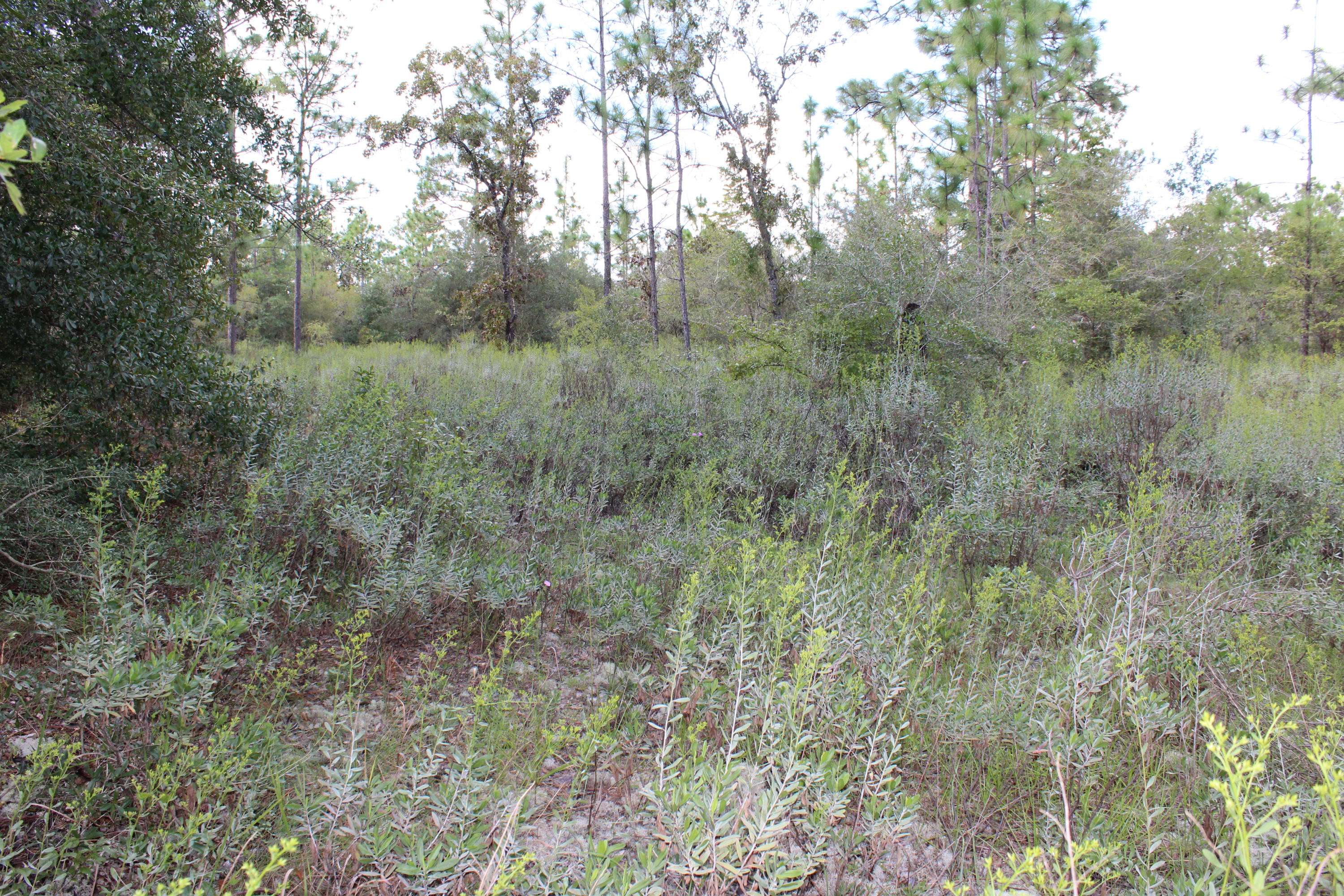 Chipley, FL 32428,6 AC Quail Hollow Boulevard