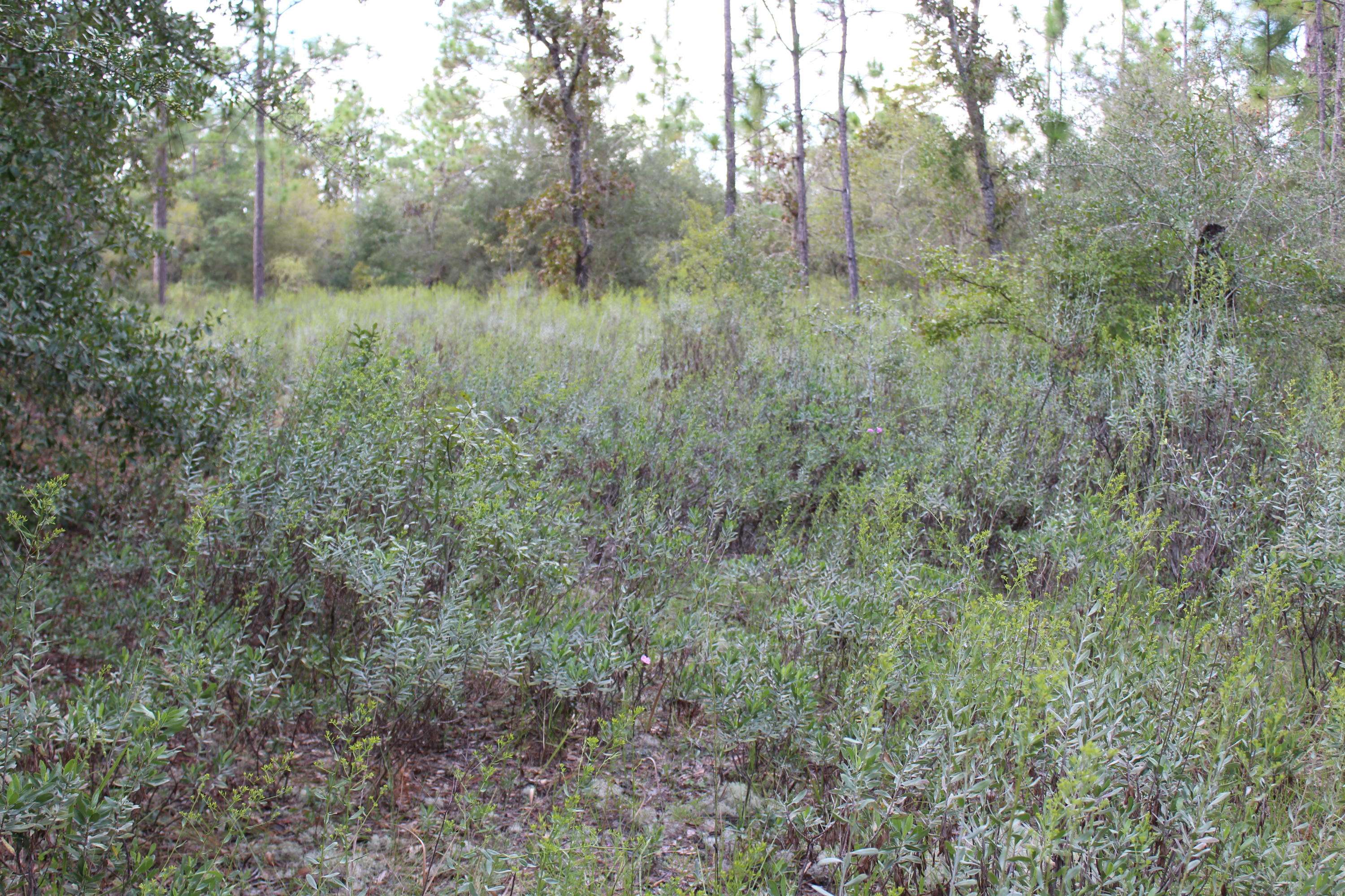 Chipley, FL 32428,6 AC Quail Hollow Boulevard