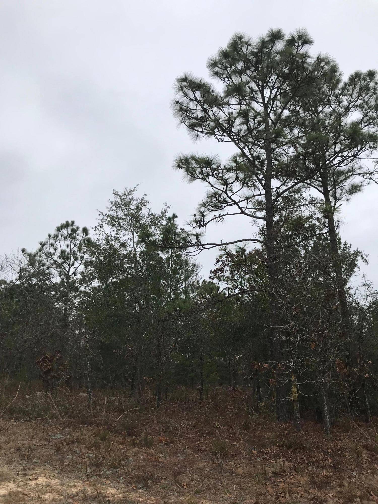 Defuniak Springs, FL 32433,Lot 36 E Marigold Avenue