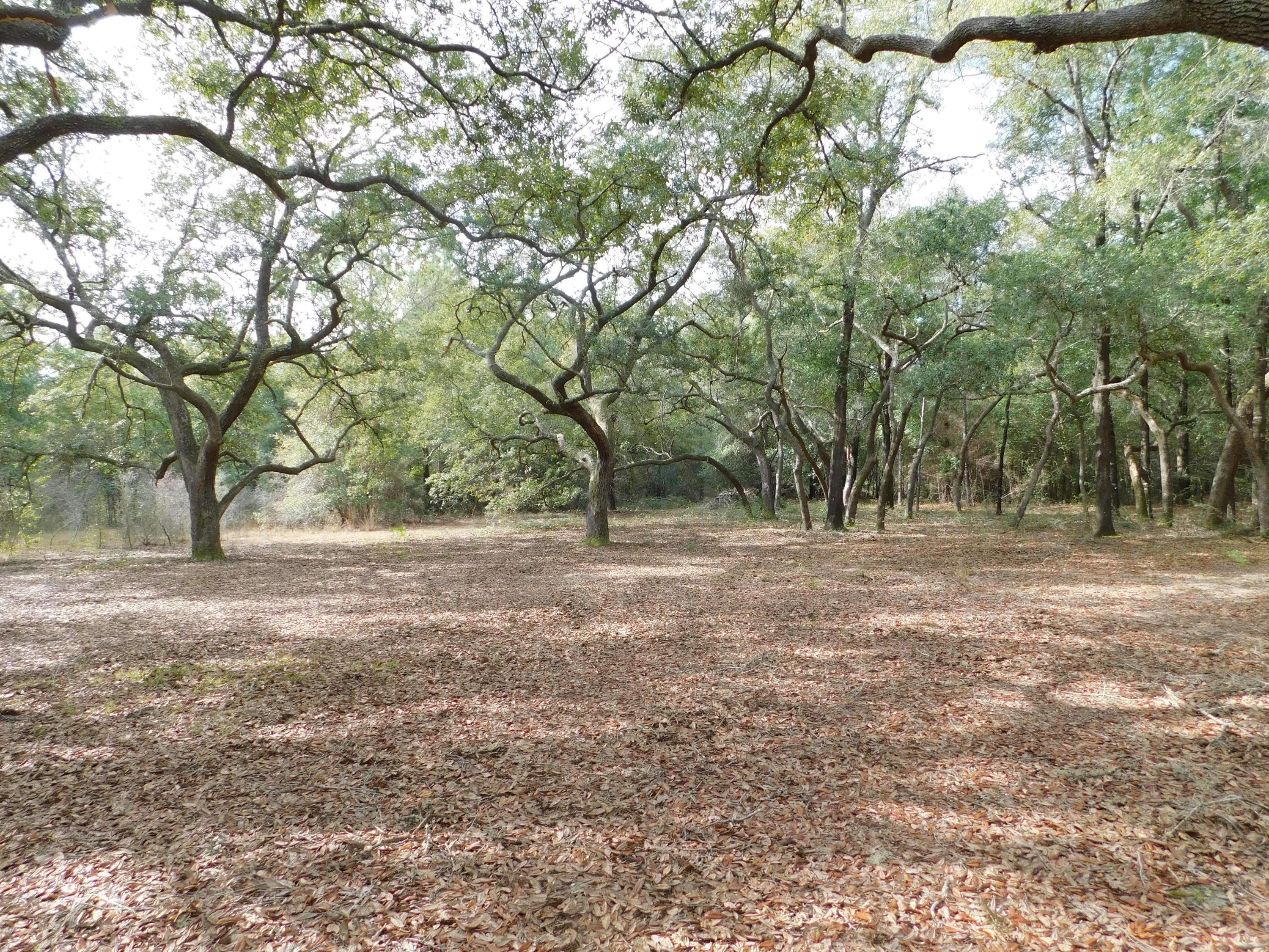 Holt, FL 32564,1.5 AC Wilkerson Bluff Road