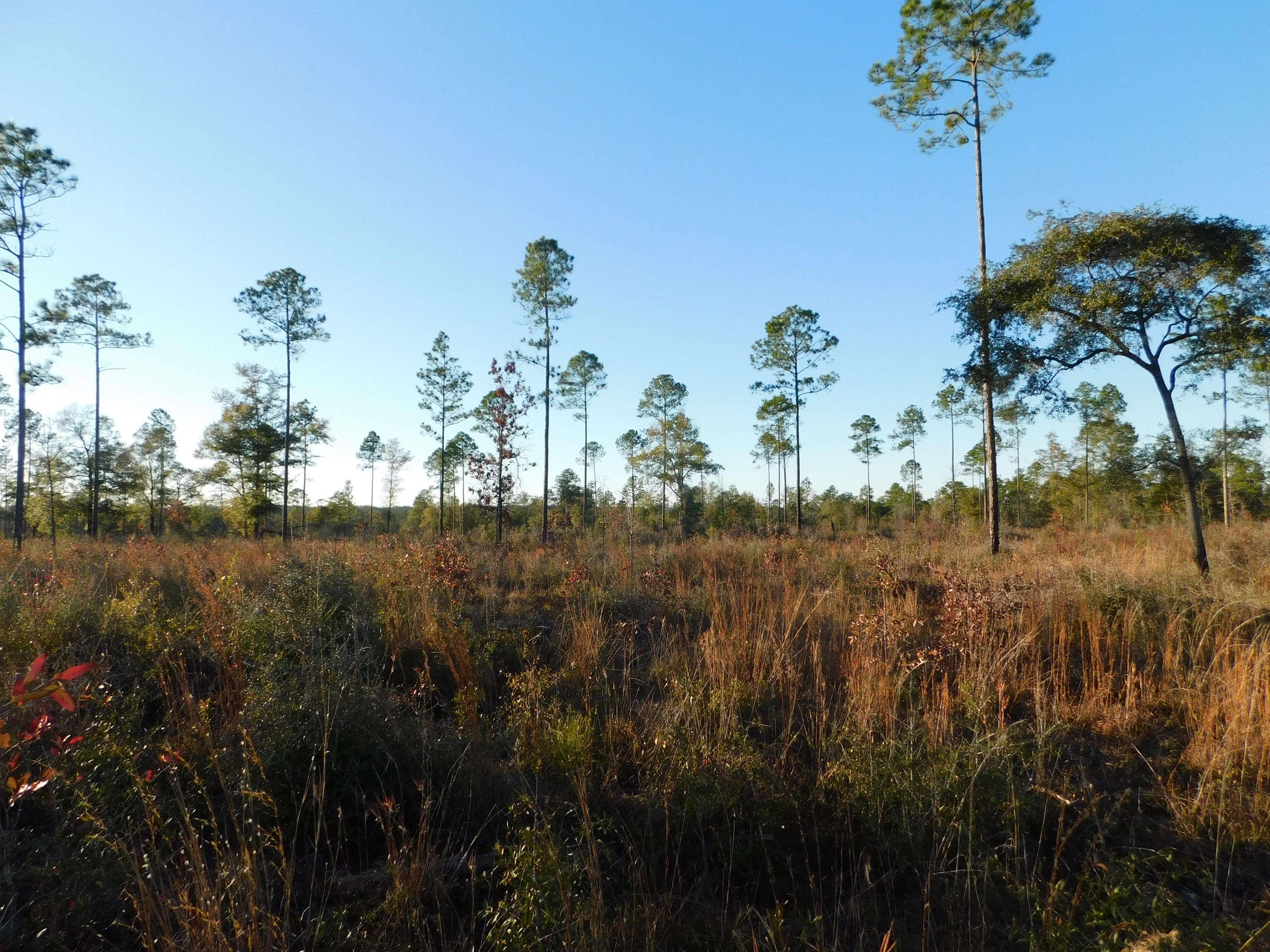 Baker, FL 32531,25 AC-C Hwy 4