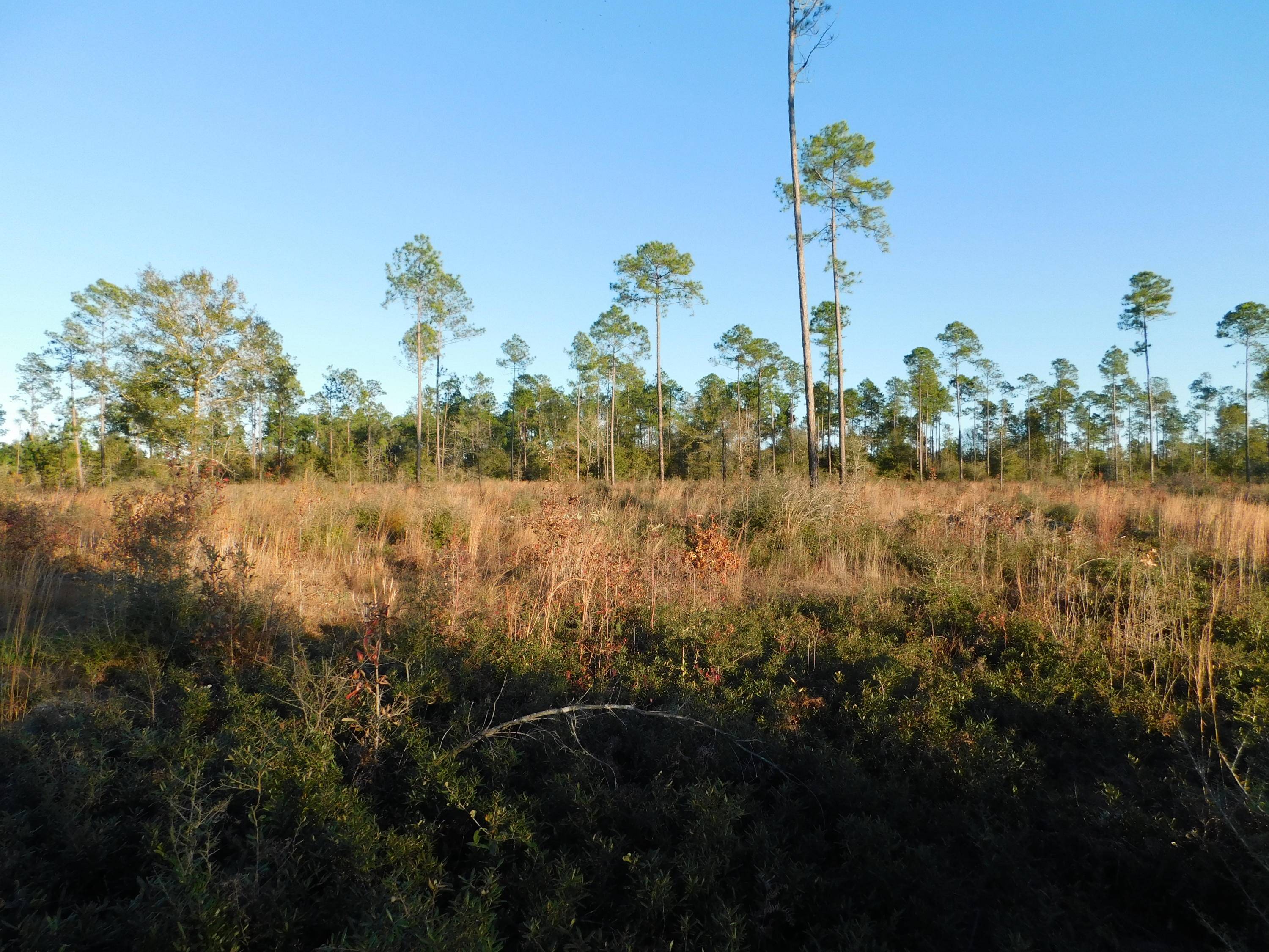 Baker, FL 32531,25 AC-C Hwy 4