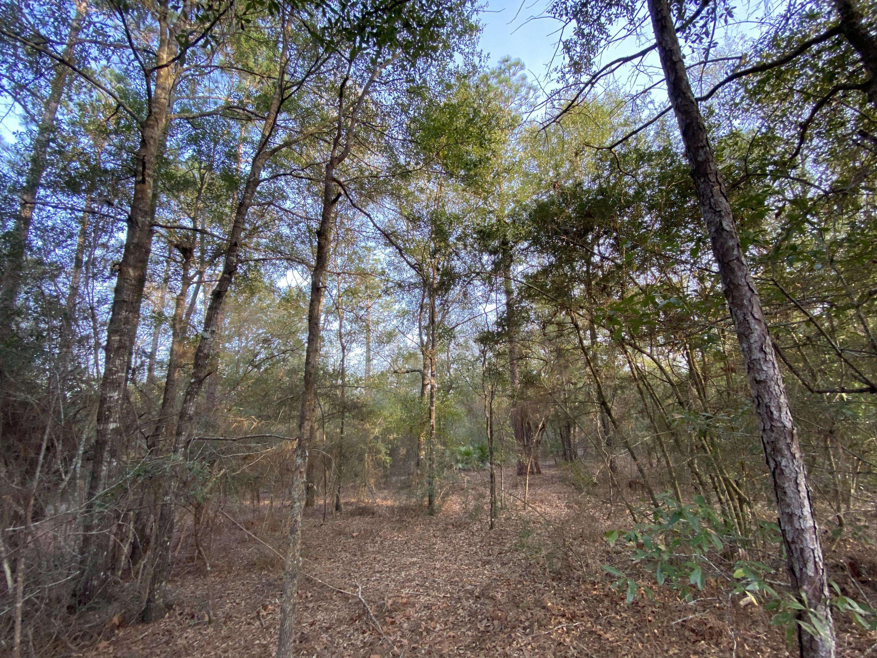 Crestview, FL 32539,Lots 12&13 Mockingbird Hill Court